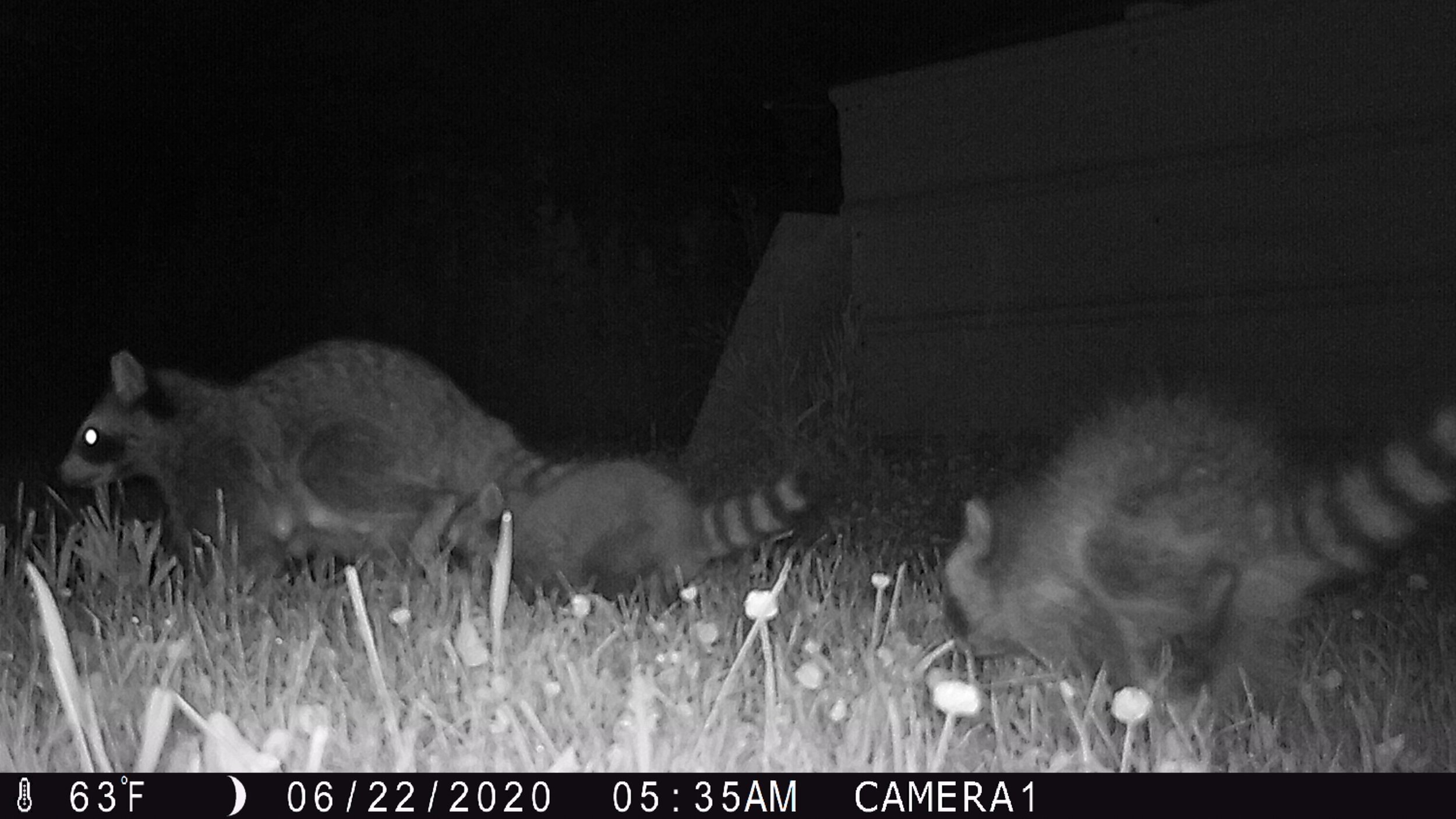 Uh oh, two generations of raccoons!