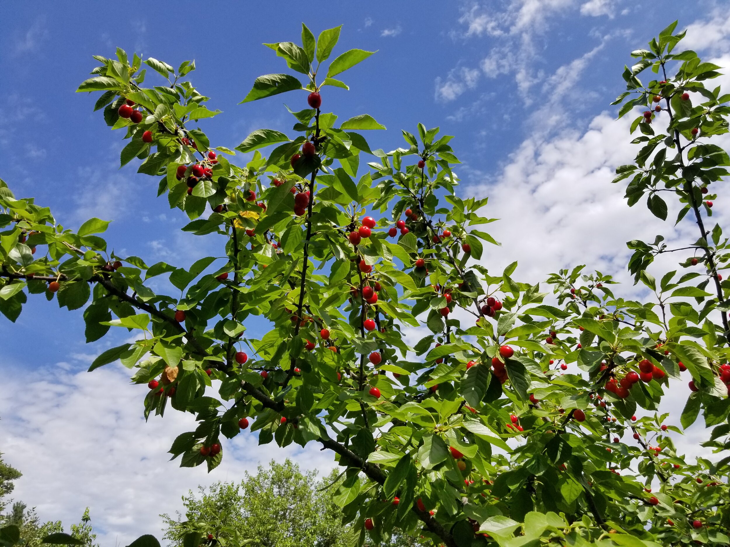 06.26.20 Cherries ripening in the sun