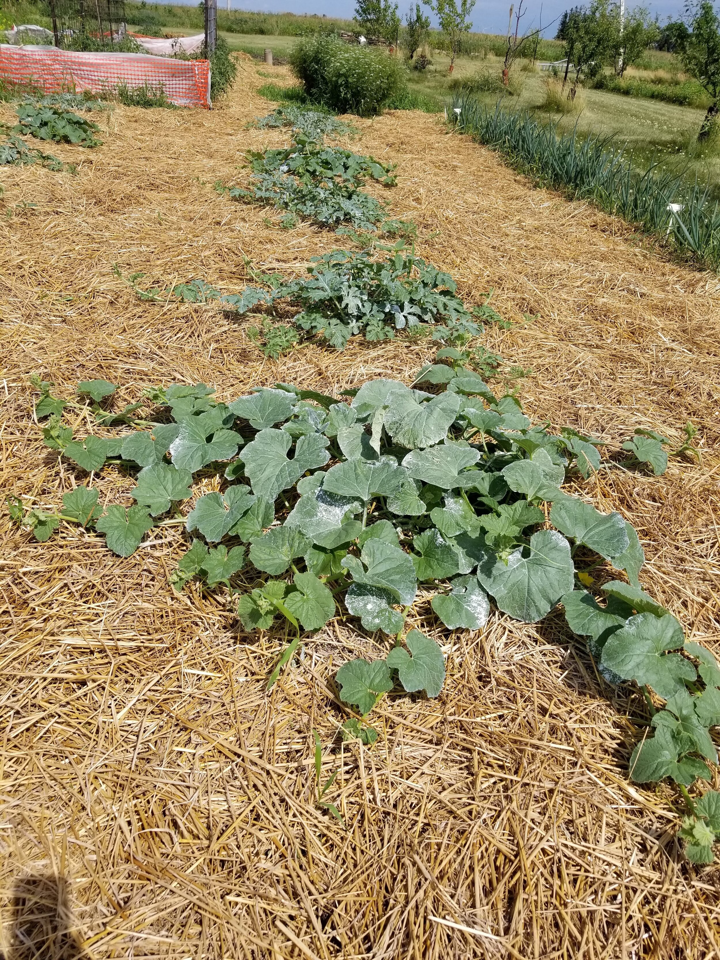 06.26.20 Melons and watermelons spreading their vines