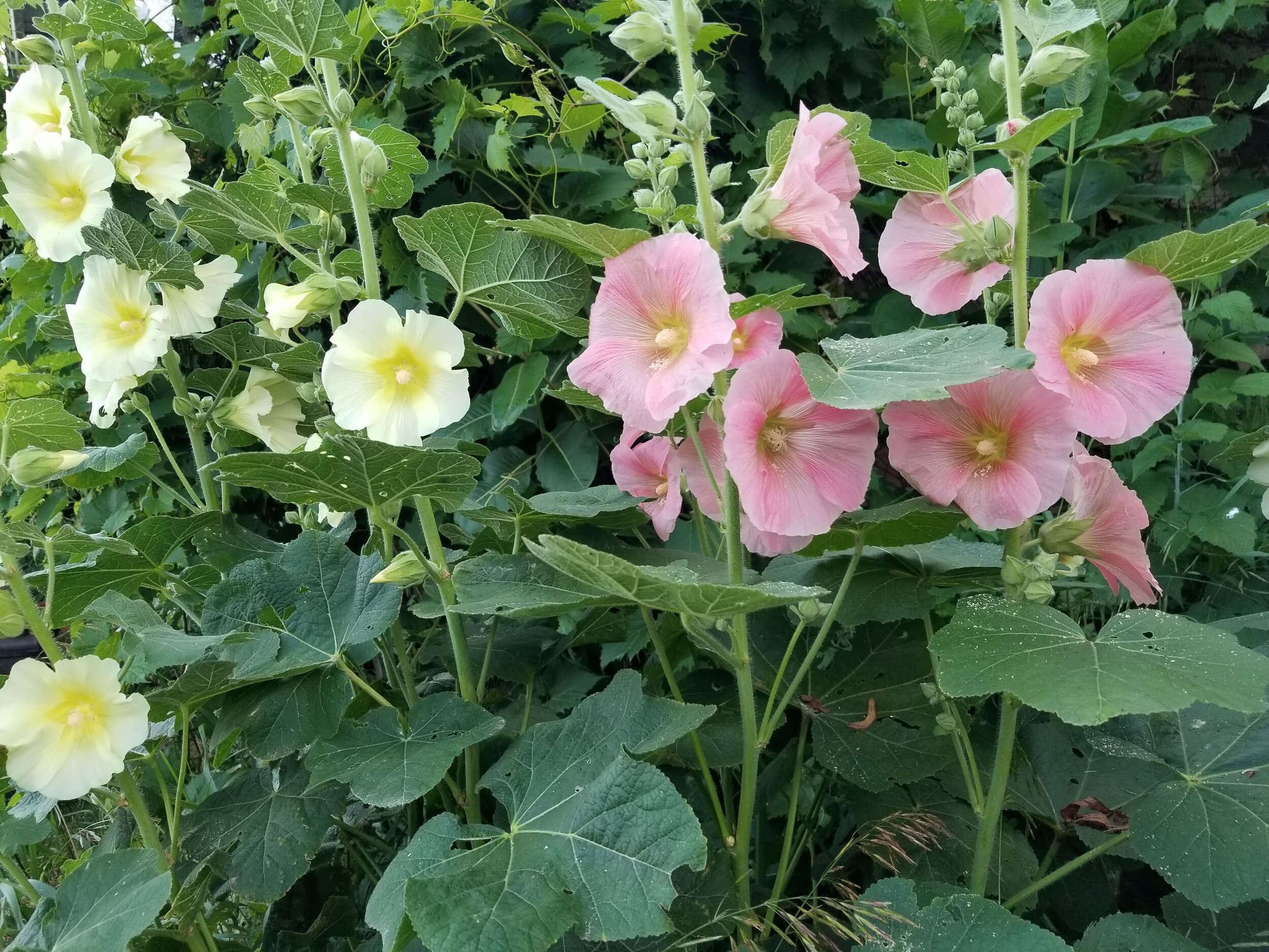 06.26.20 Hollyhocks, a farmstead flower