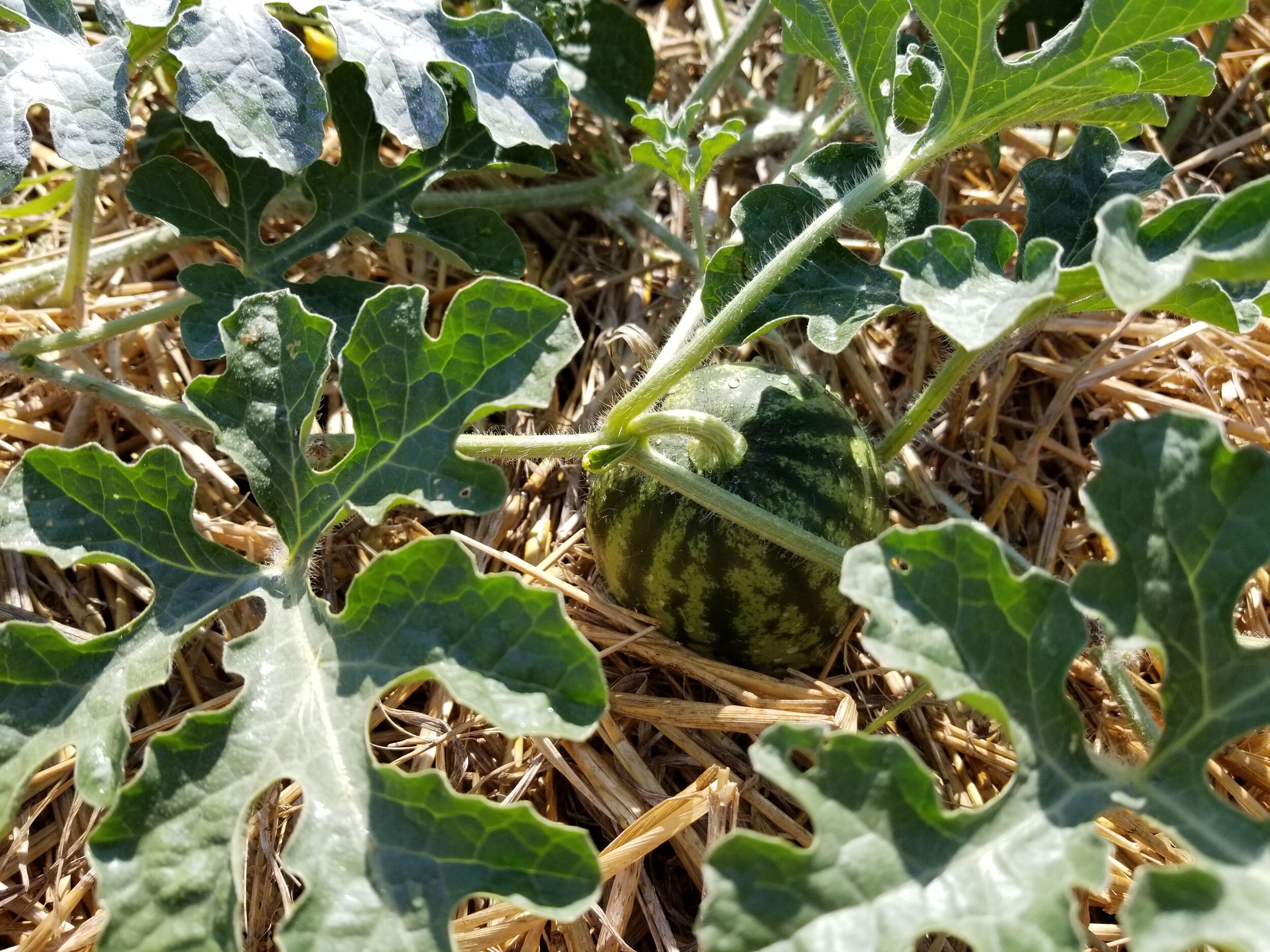 07.10.20 Blacktail Mountain watermelon