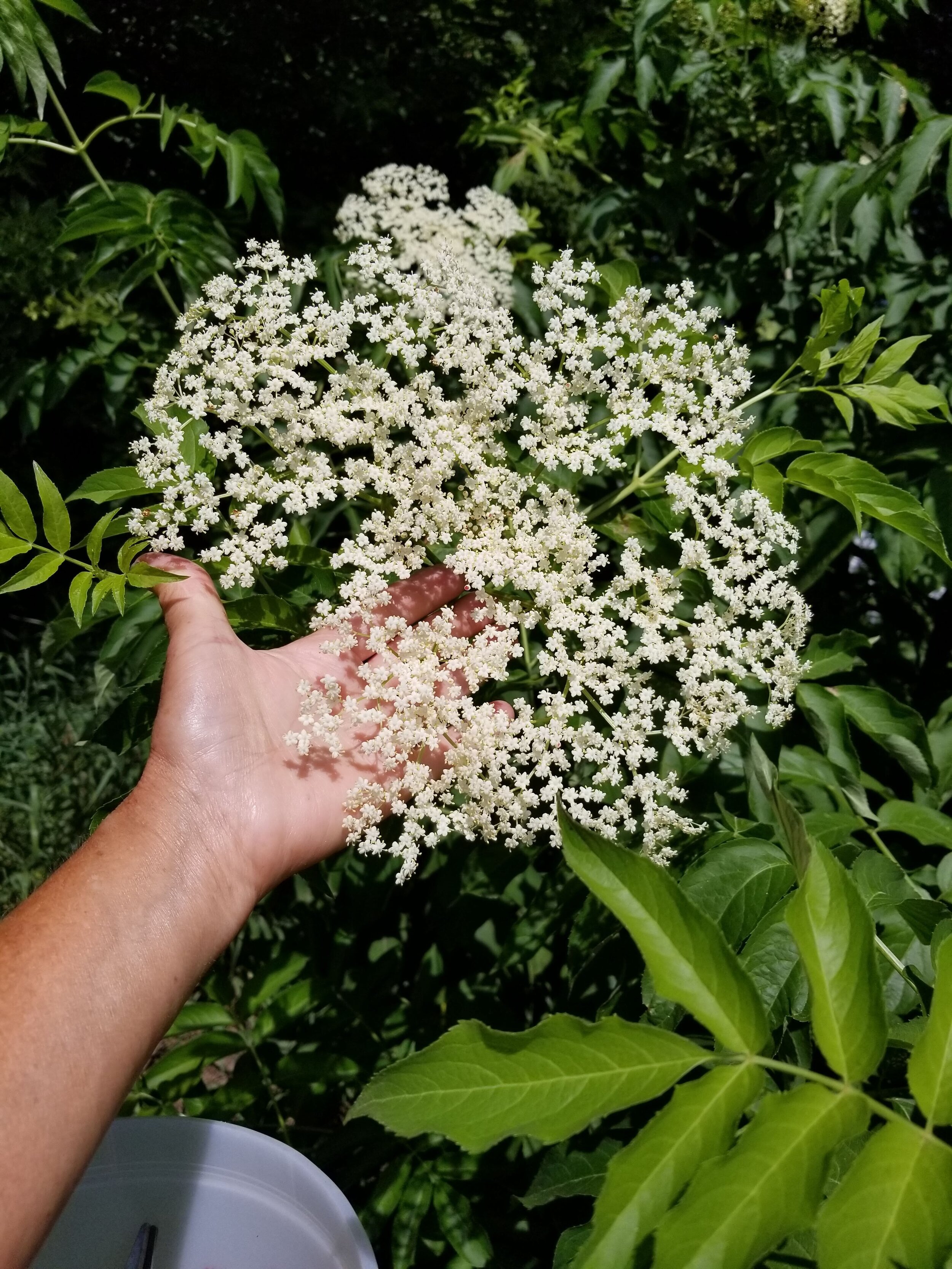 07.10.20 Elder flower