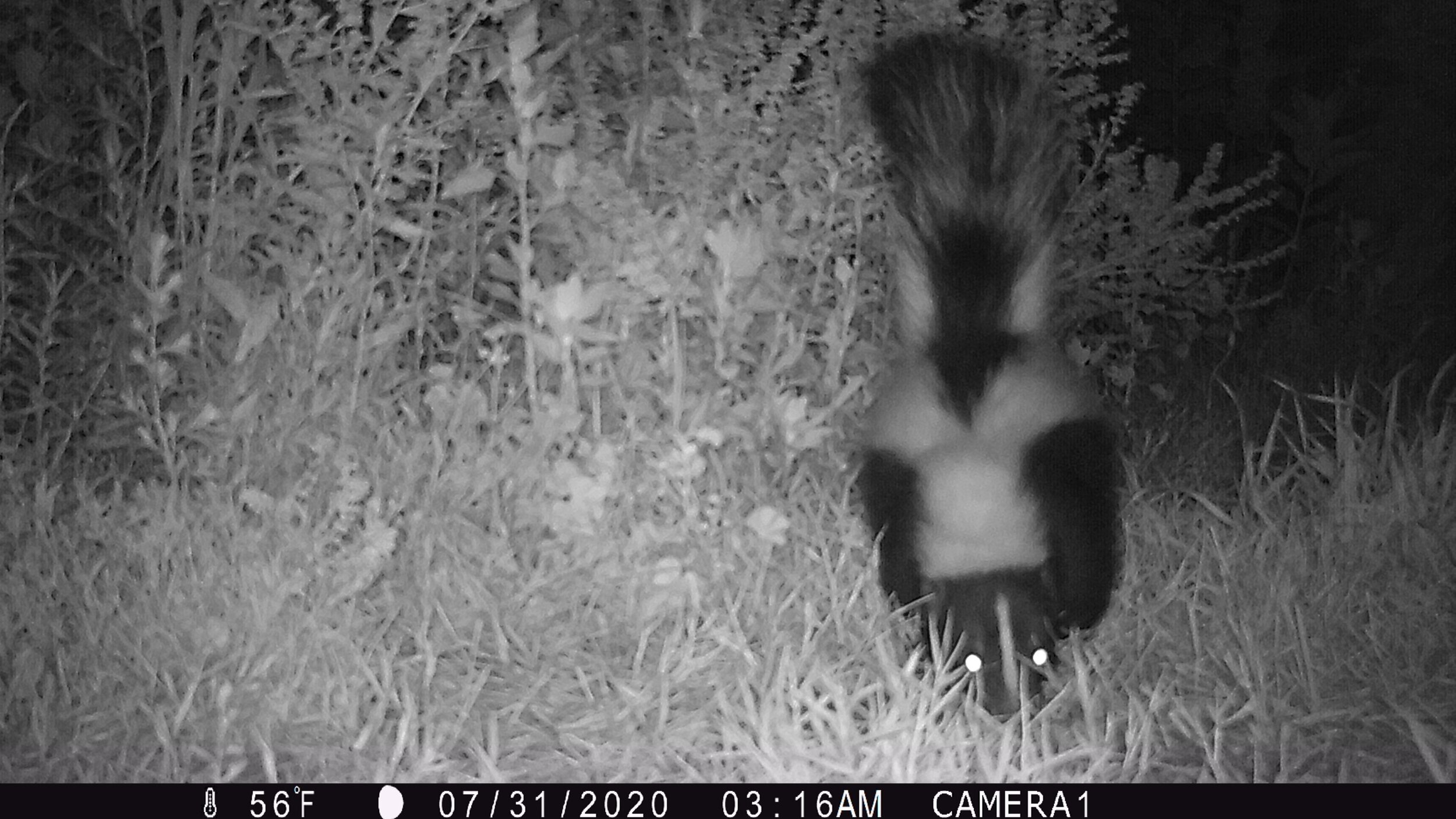 Skunk looking for hen's eggs