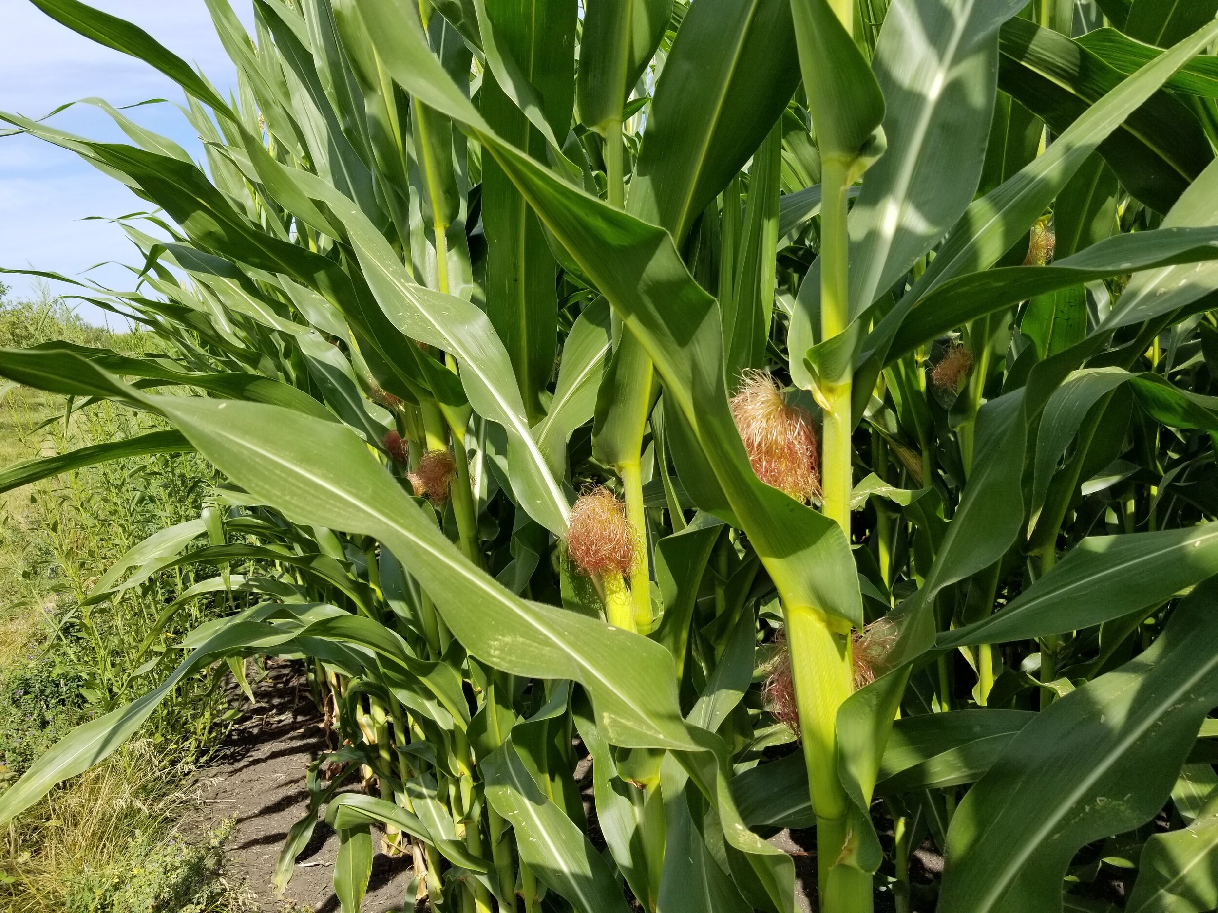 07.31.20 Organic corn tassling out