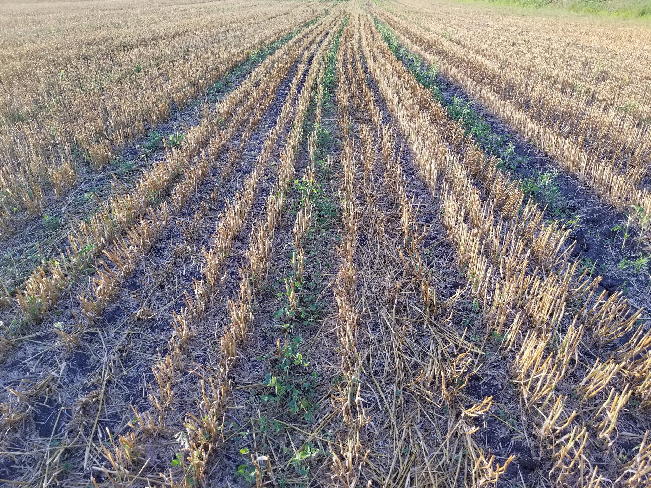 07.24.20 Clover struggling to grow under oat stubble with so little rain