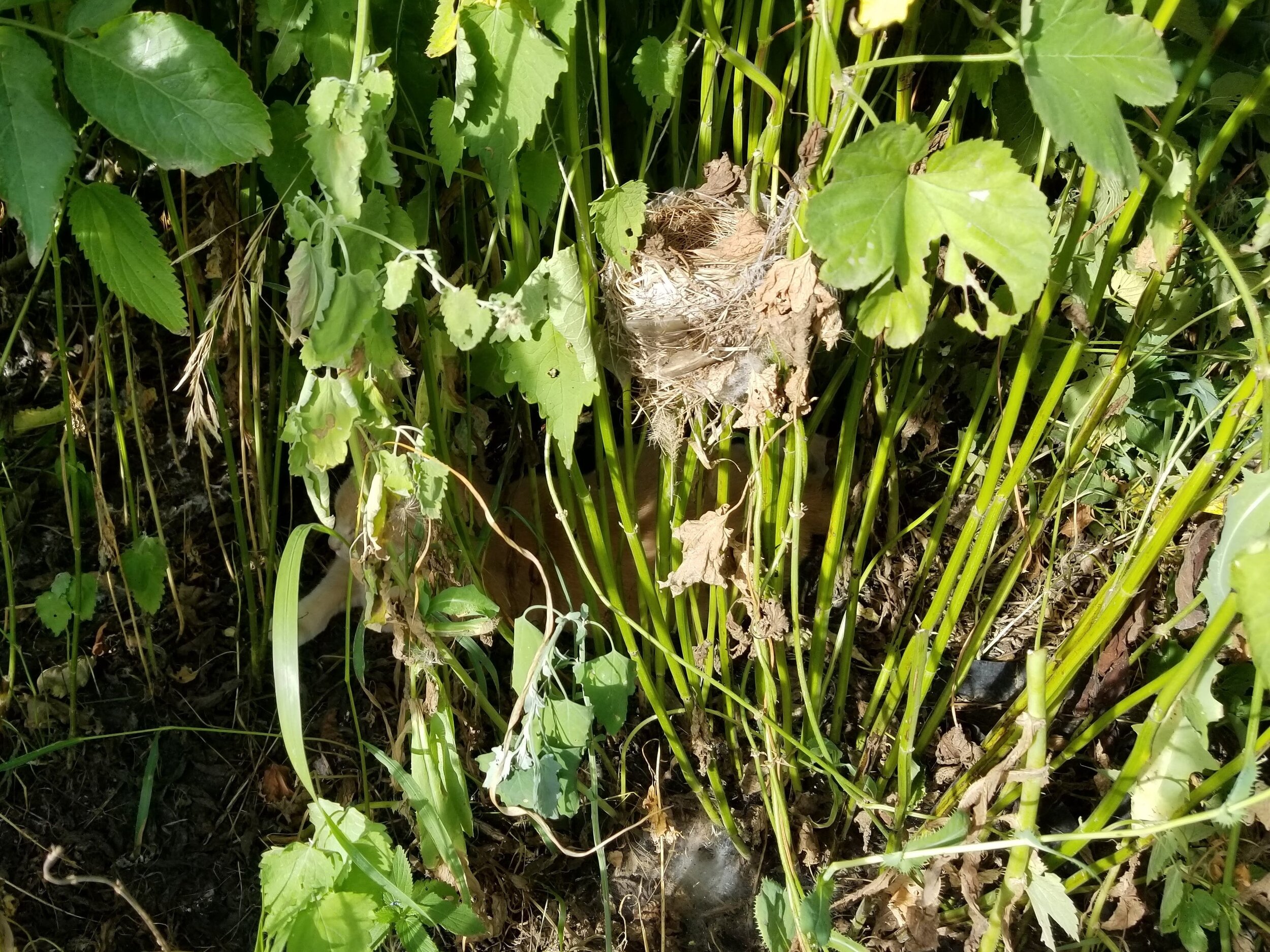 07.24.20 Goldfinch nest anchored to anise hyssop