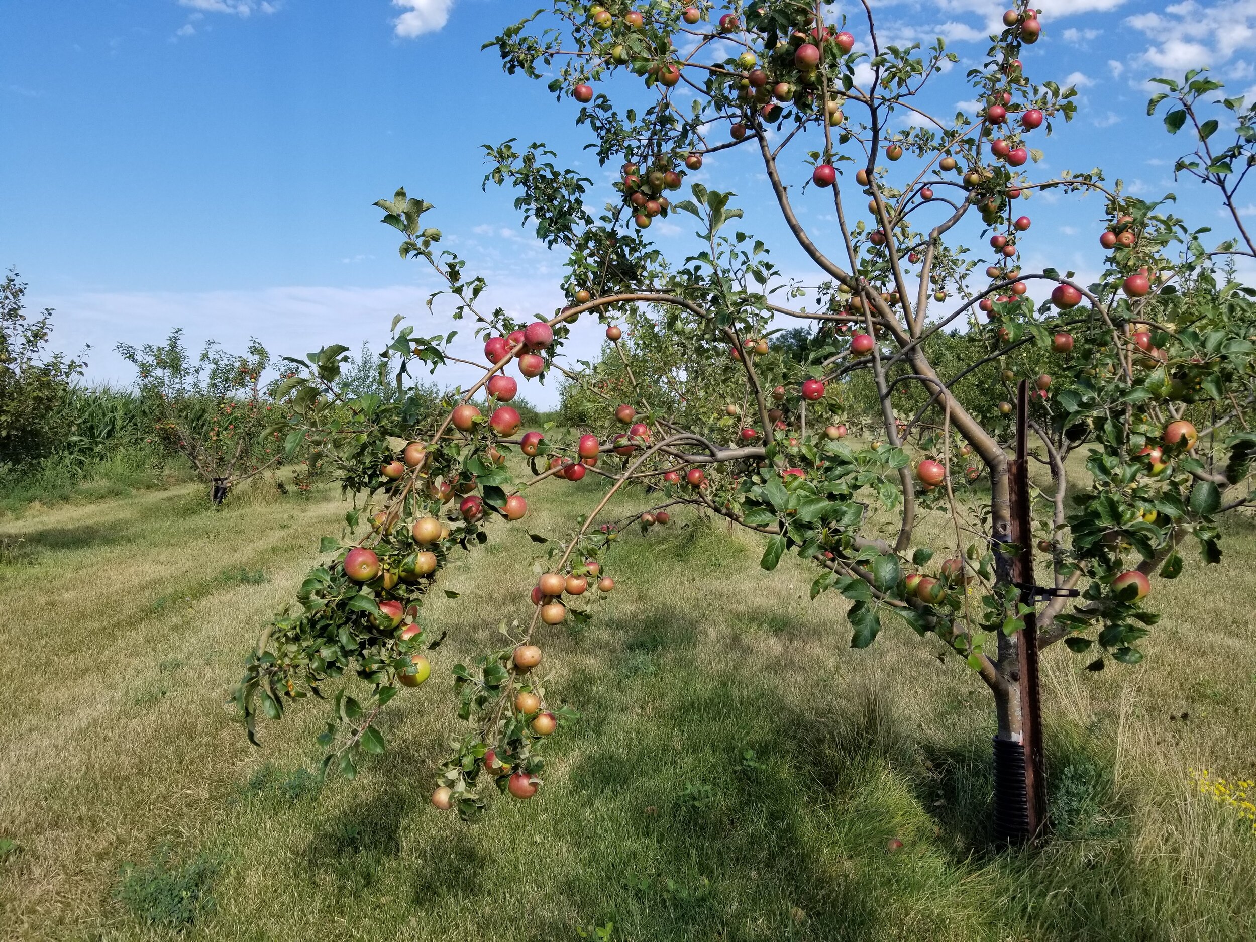 08.07.20 Branch-bending apples!