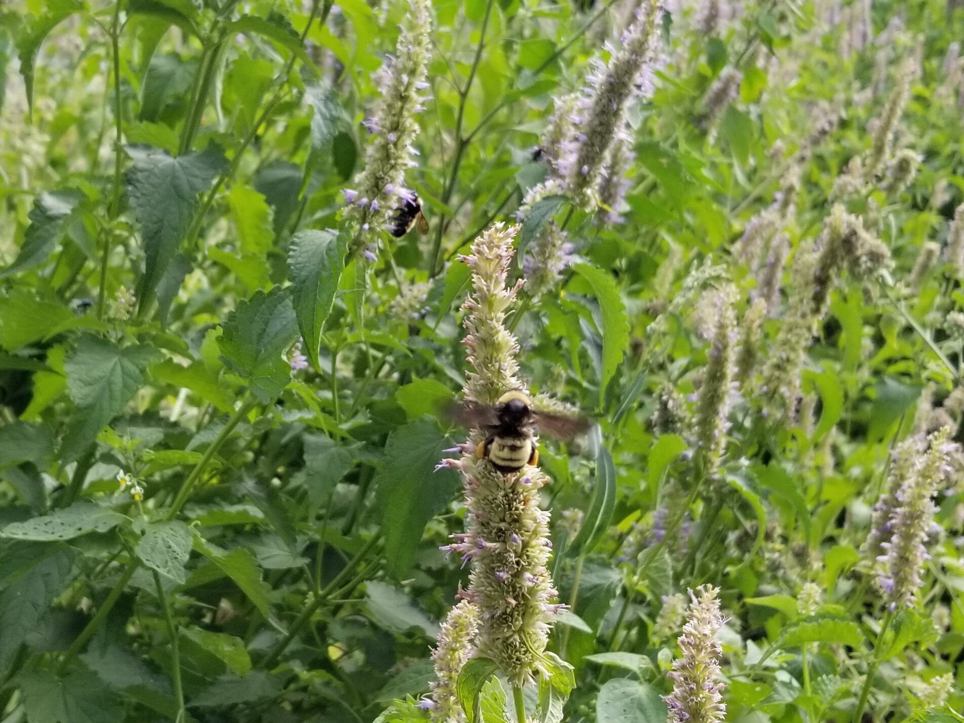 08.14.20 Bees love anise hyssop