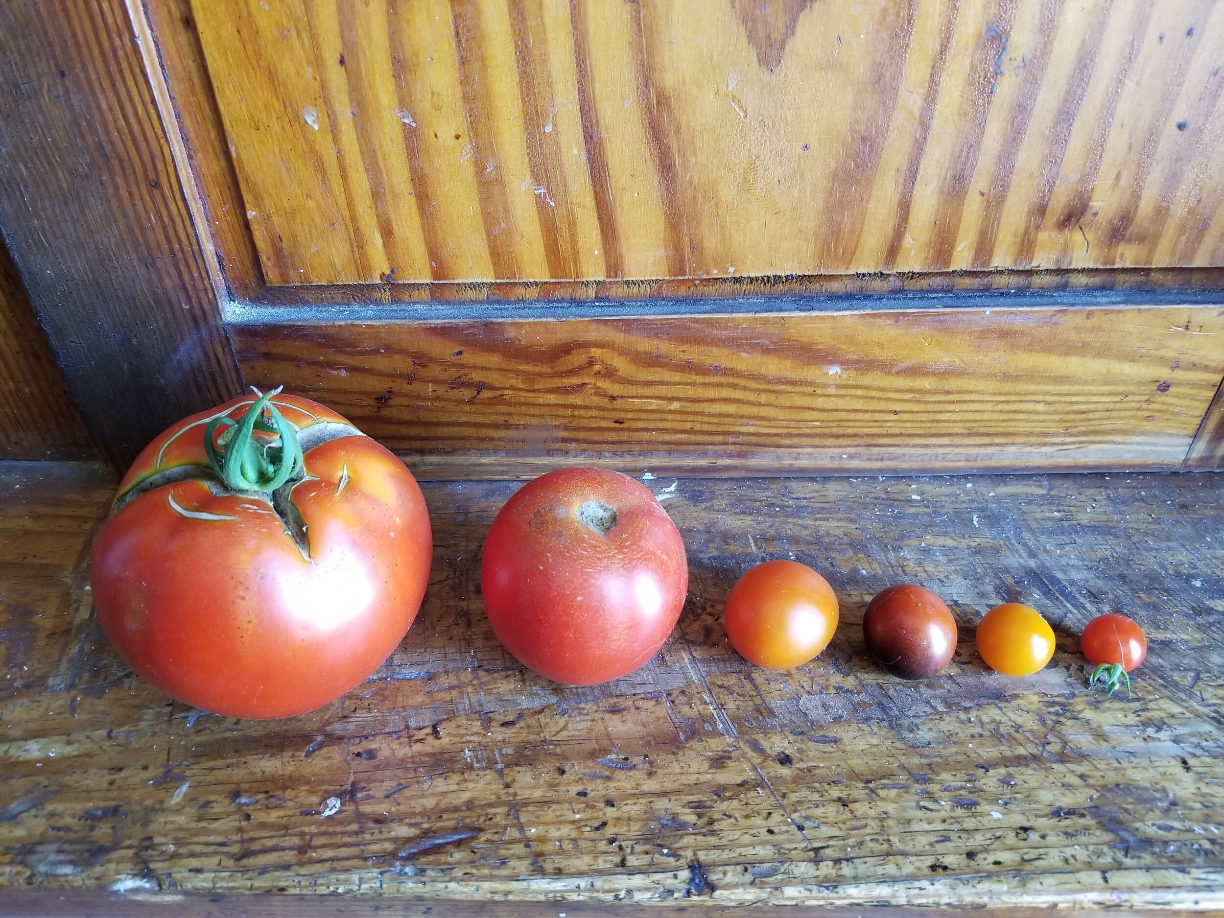 08.14.20 Tomato in all sizes!