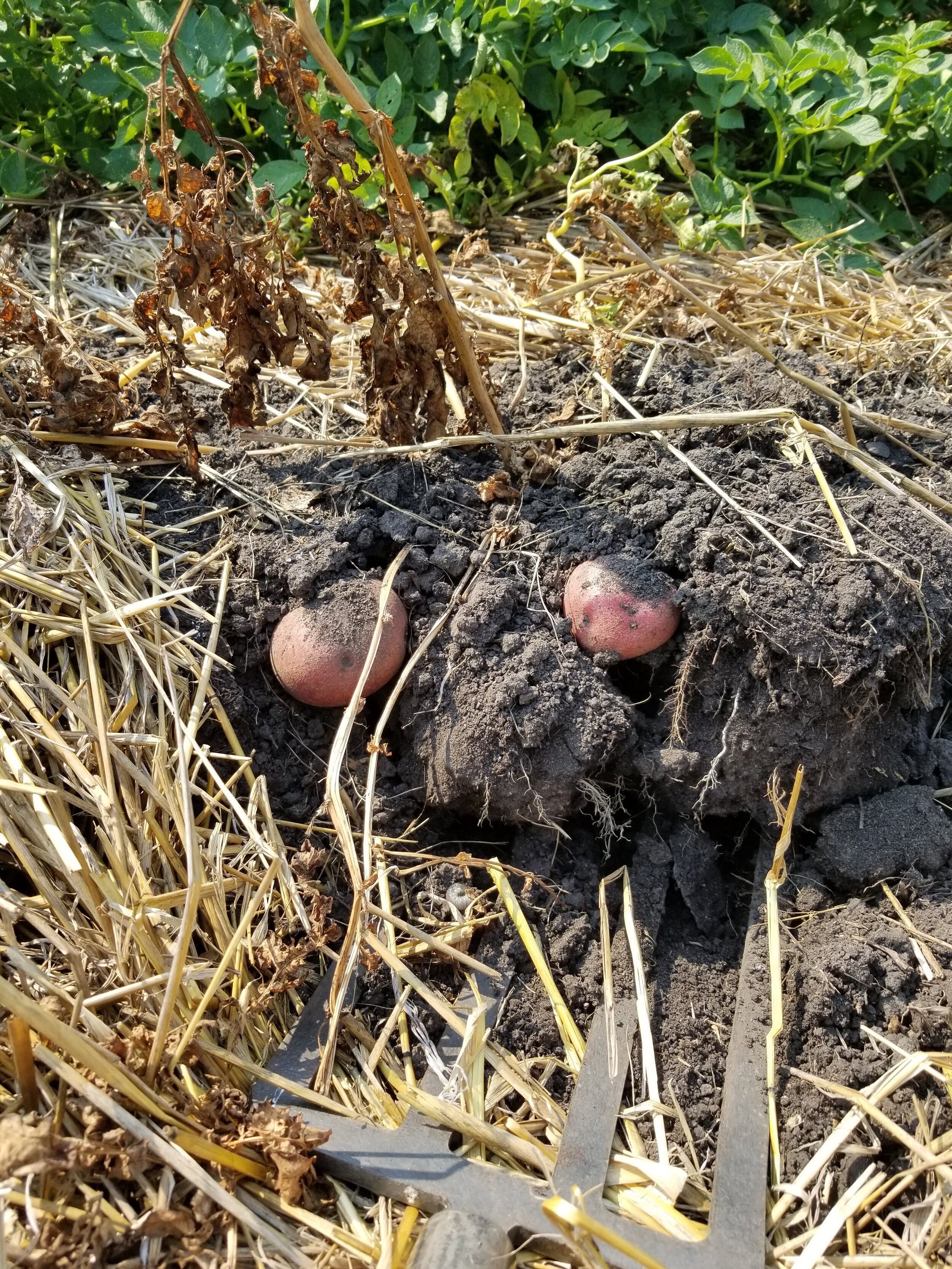 08.28.20 Digging red potatoes