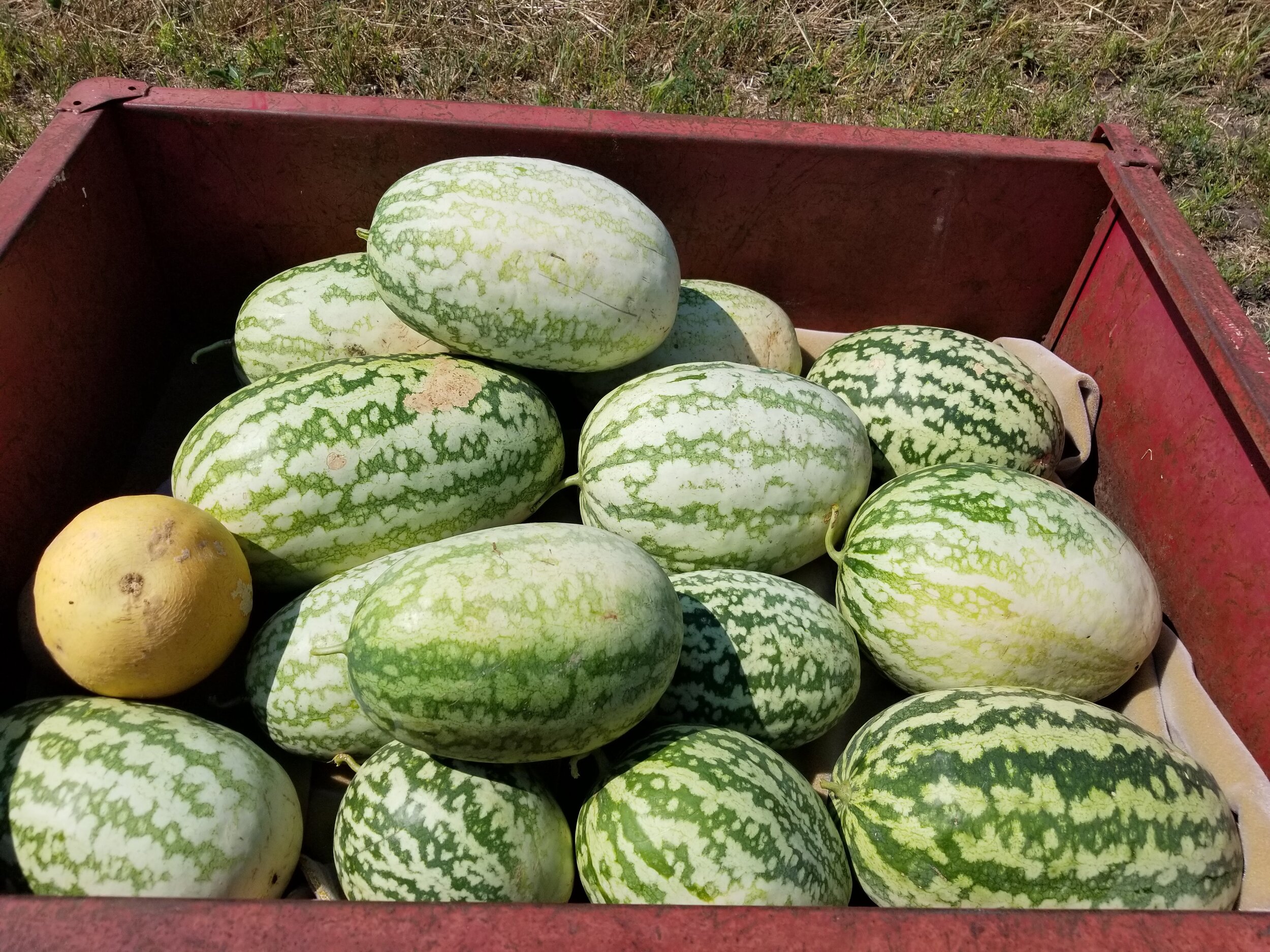 08.28.20 Watermelon harvest