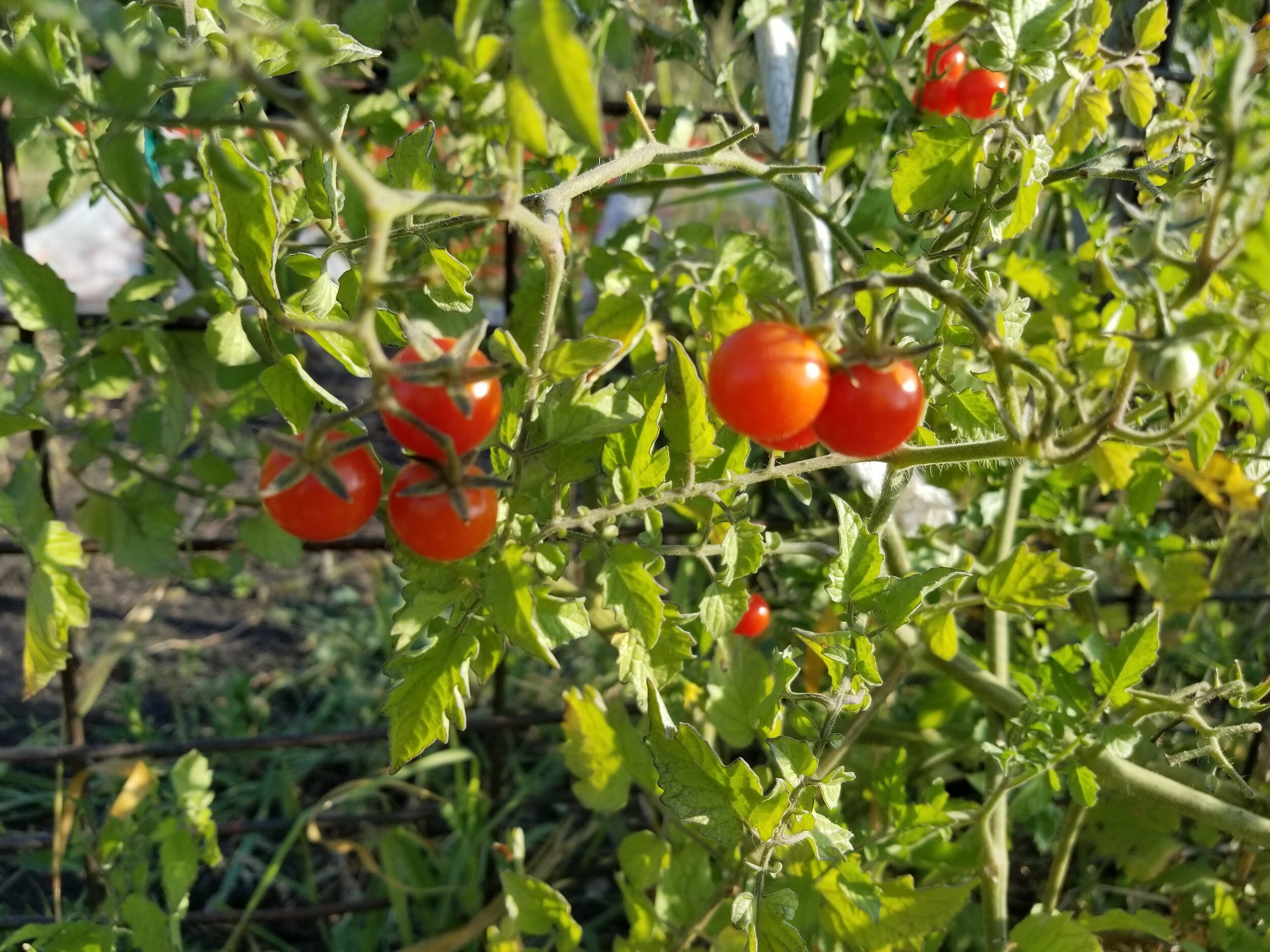 09.04.20 Mini cherry tomatoes