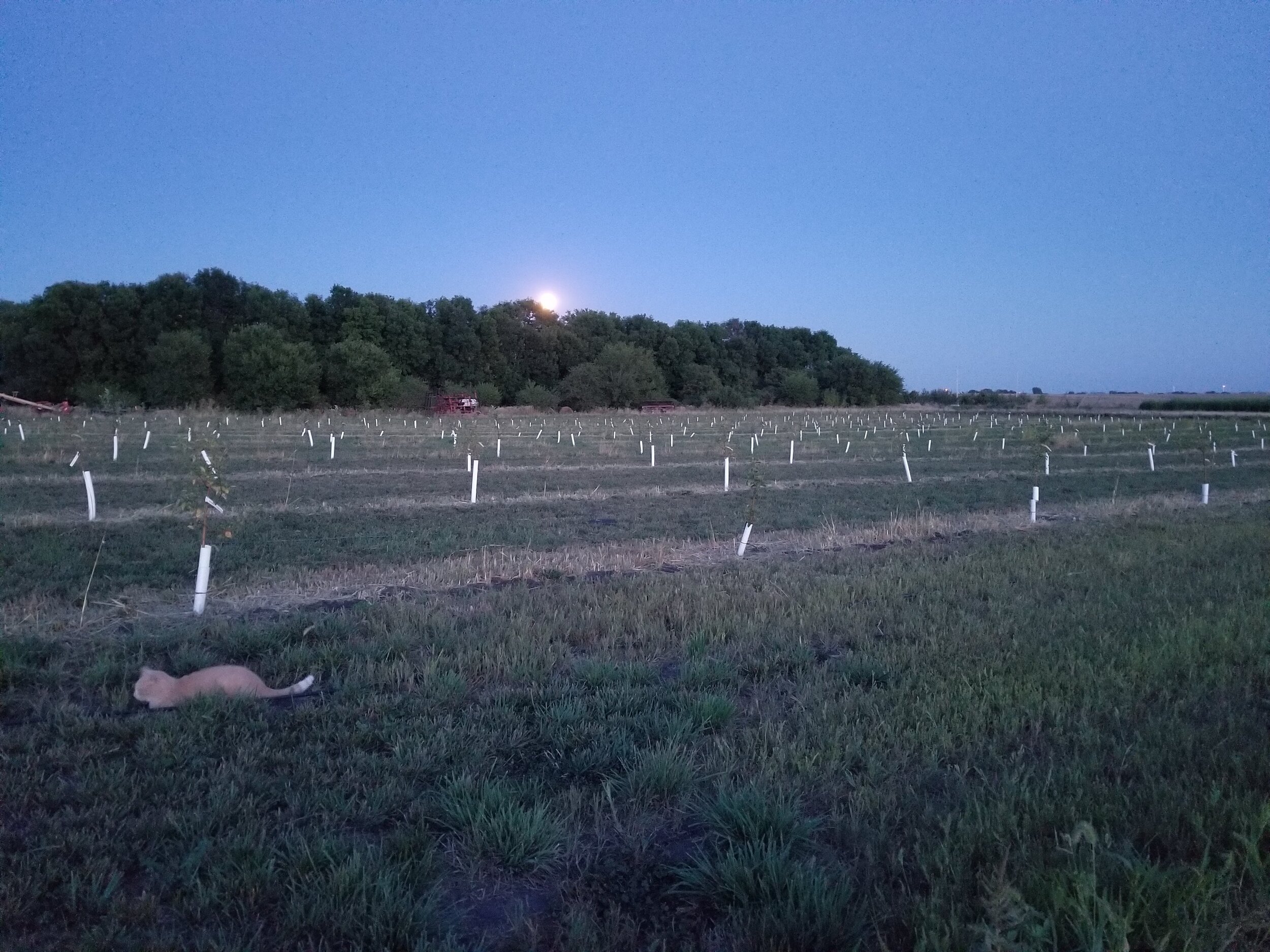 09.04.20 Moonrise over new orchard