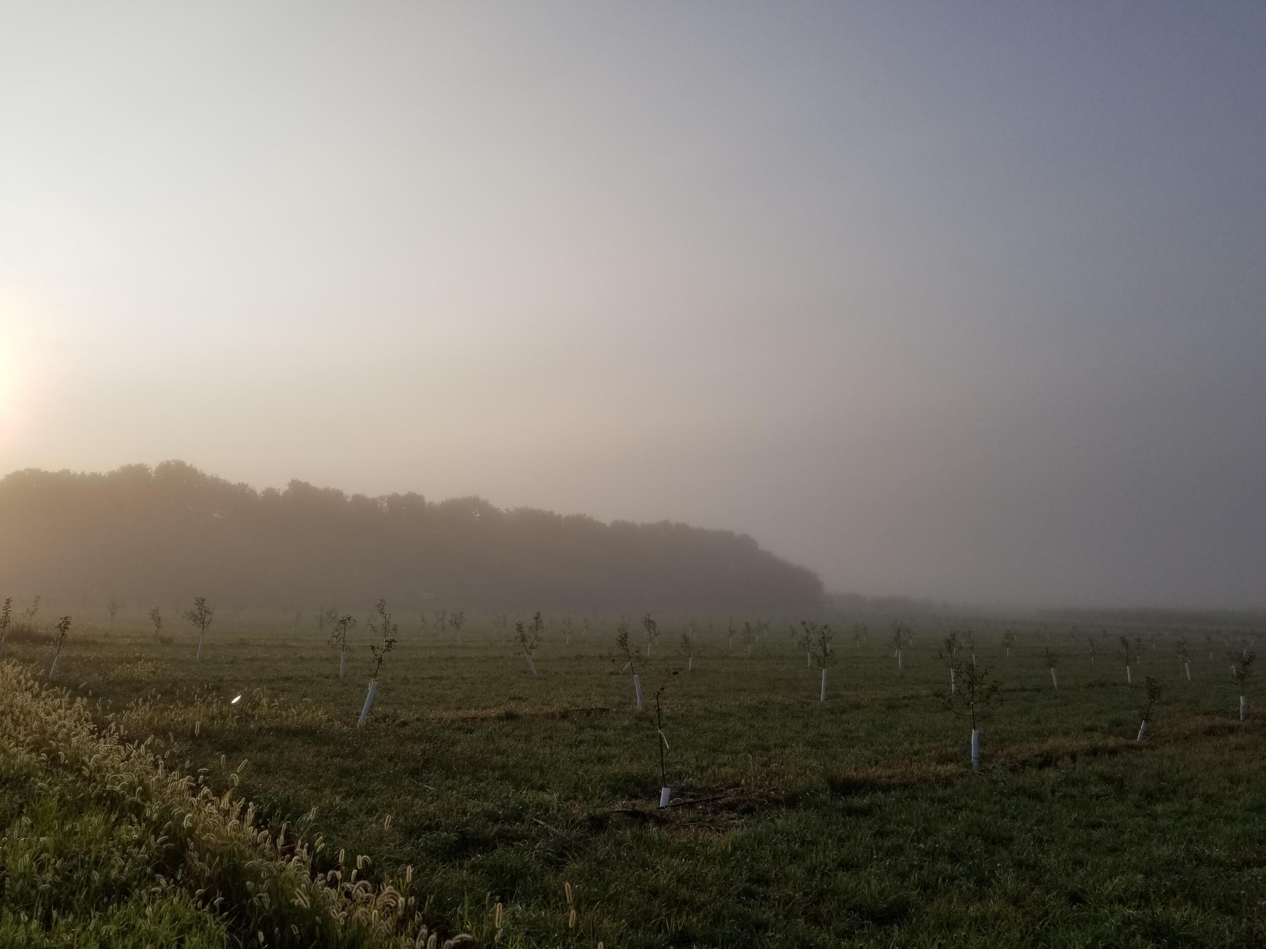 09.18.20 Foggy sunrise over new orchard