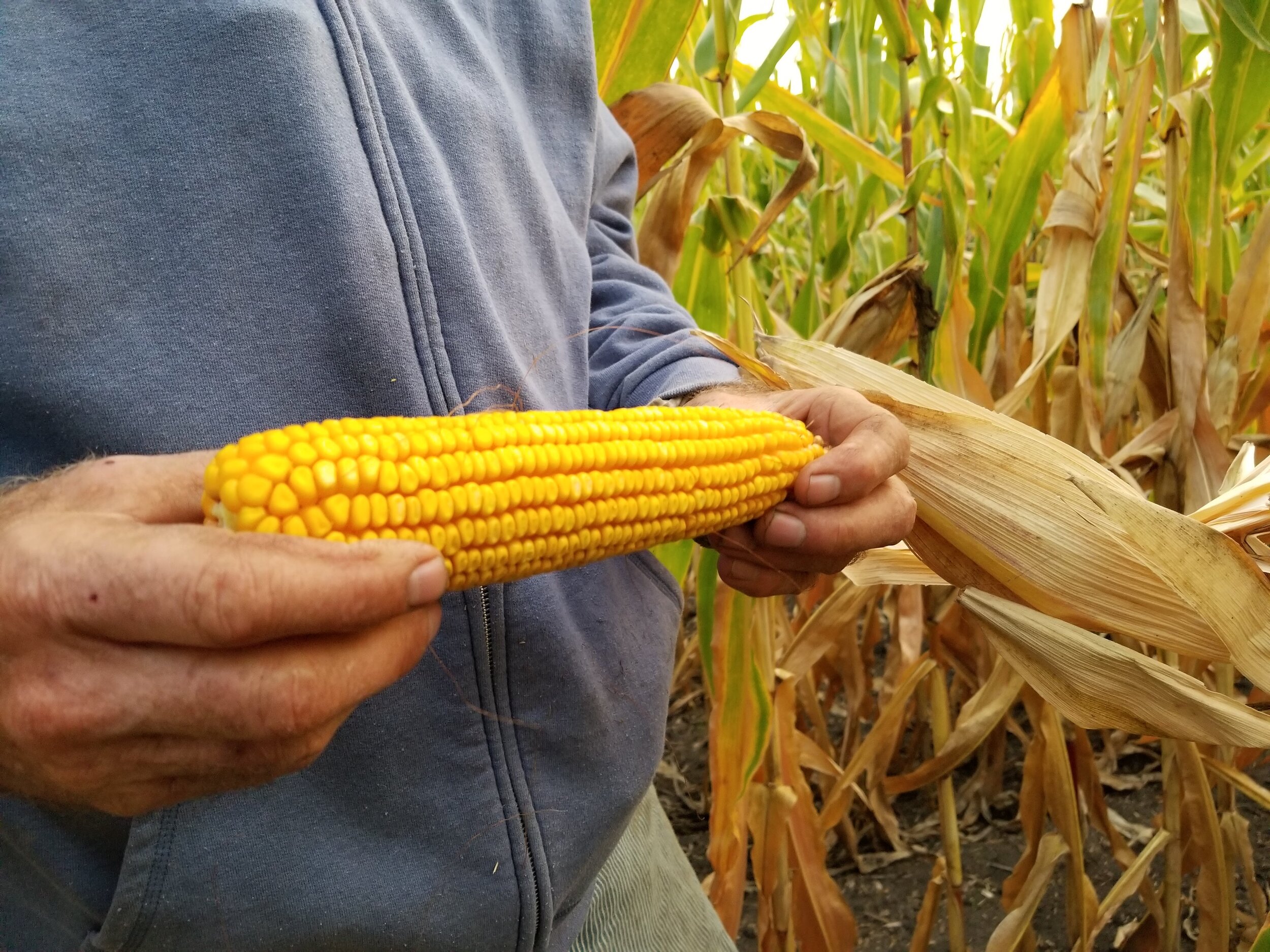 09.25.20 Ear of organic corn