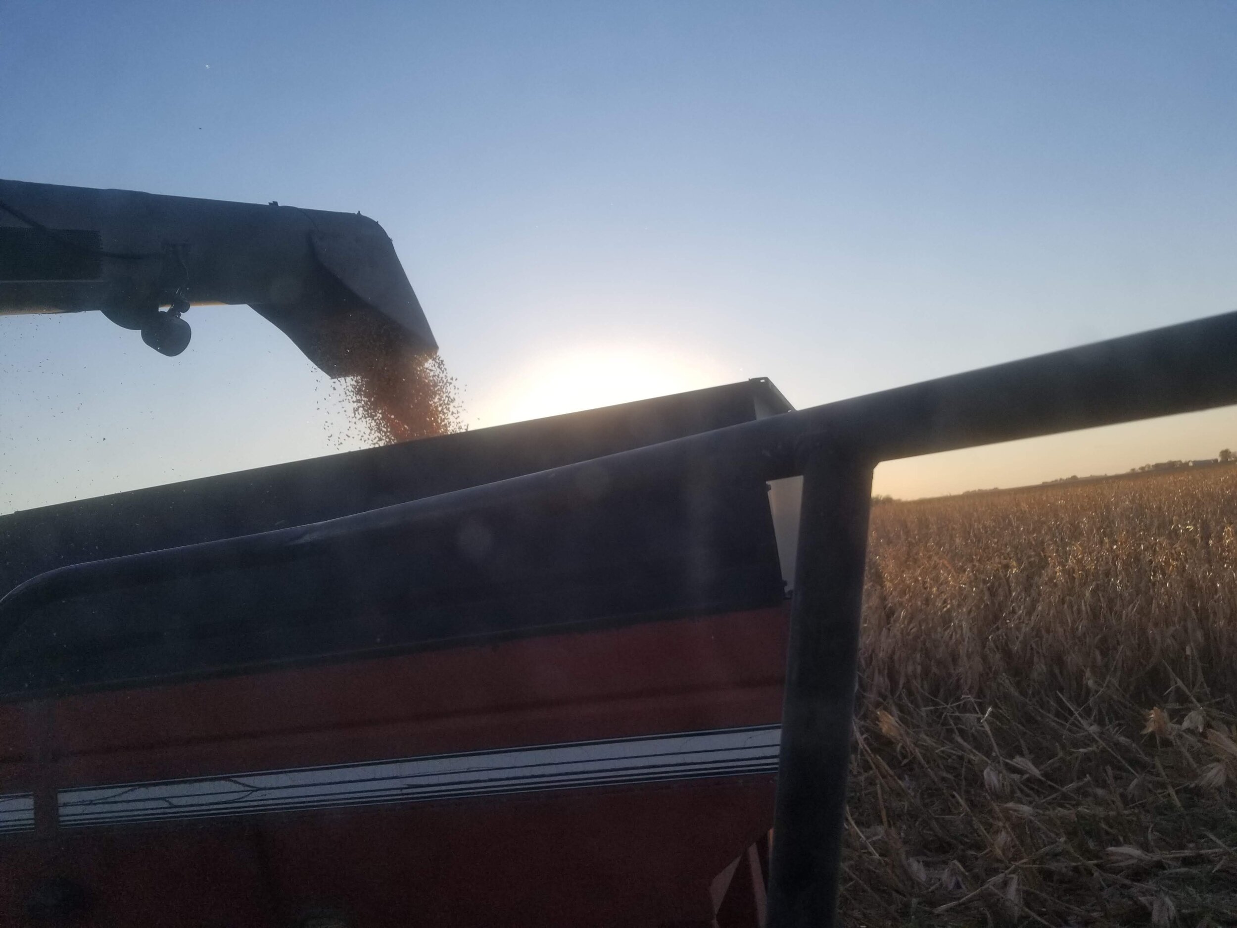 10.16.20 Organic corn harvest