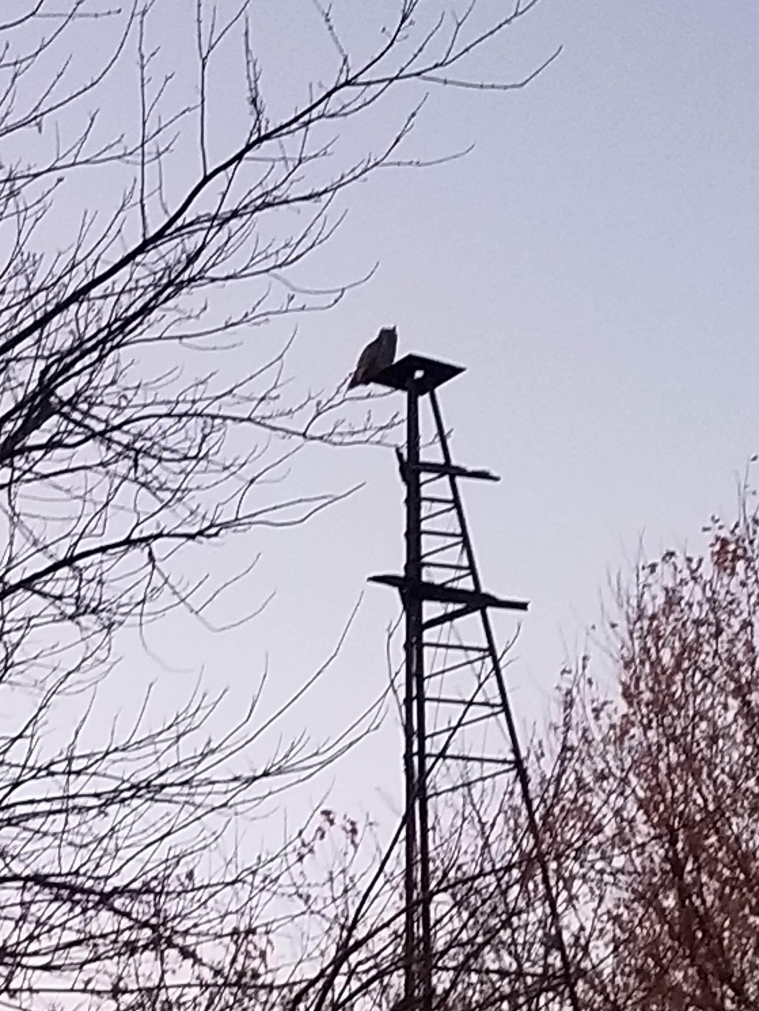 11.06.20 Great Horned Owl