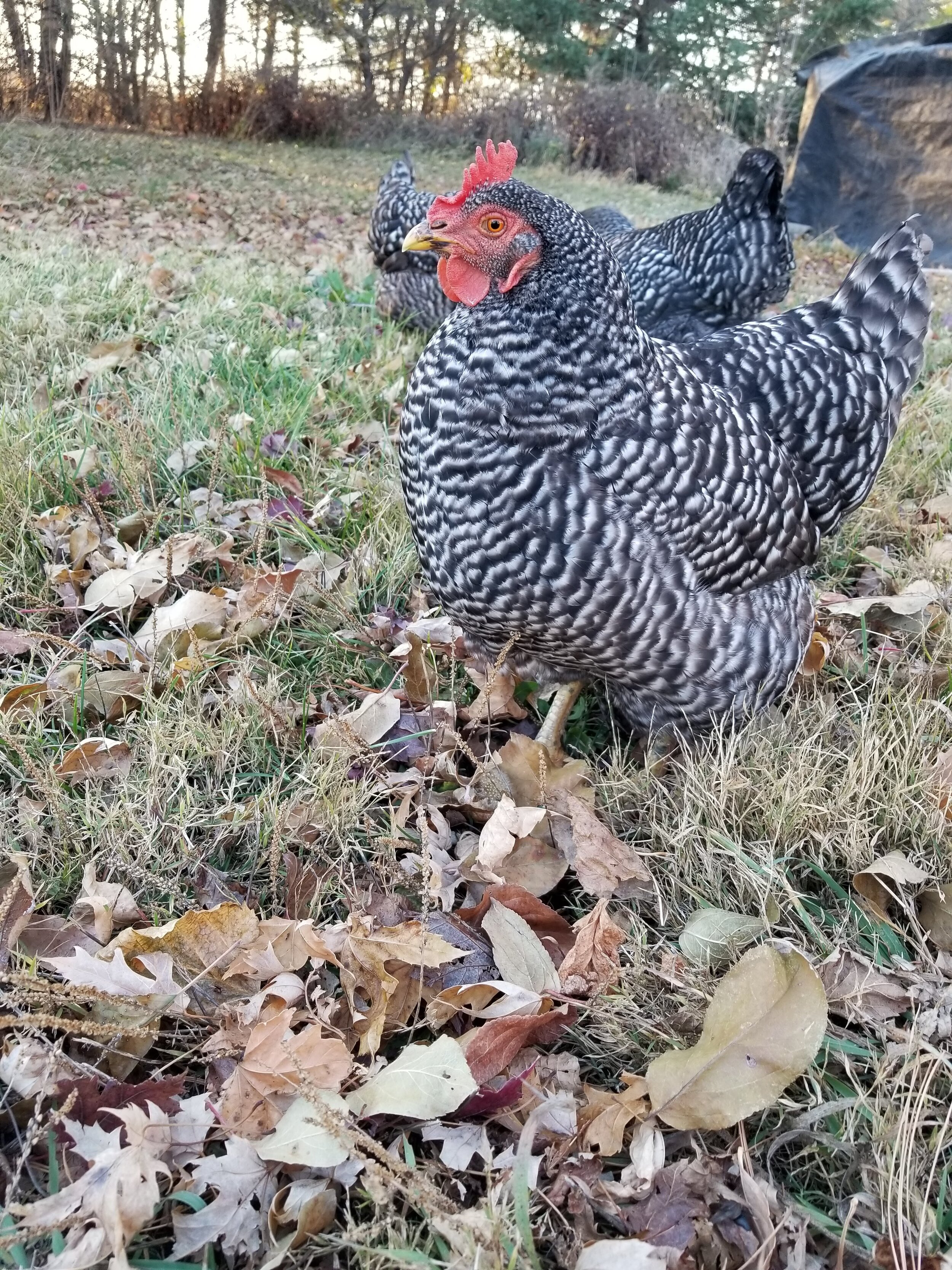 11.06.20 Hens enrich the farm