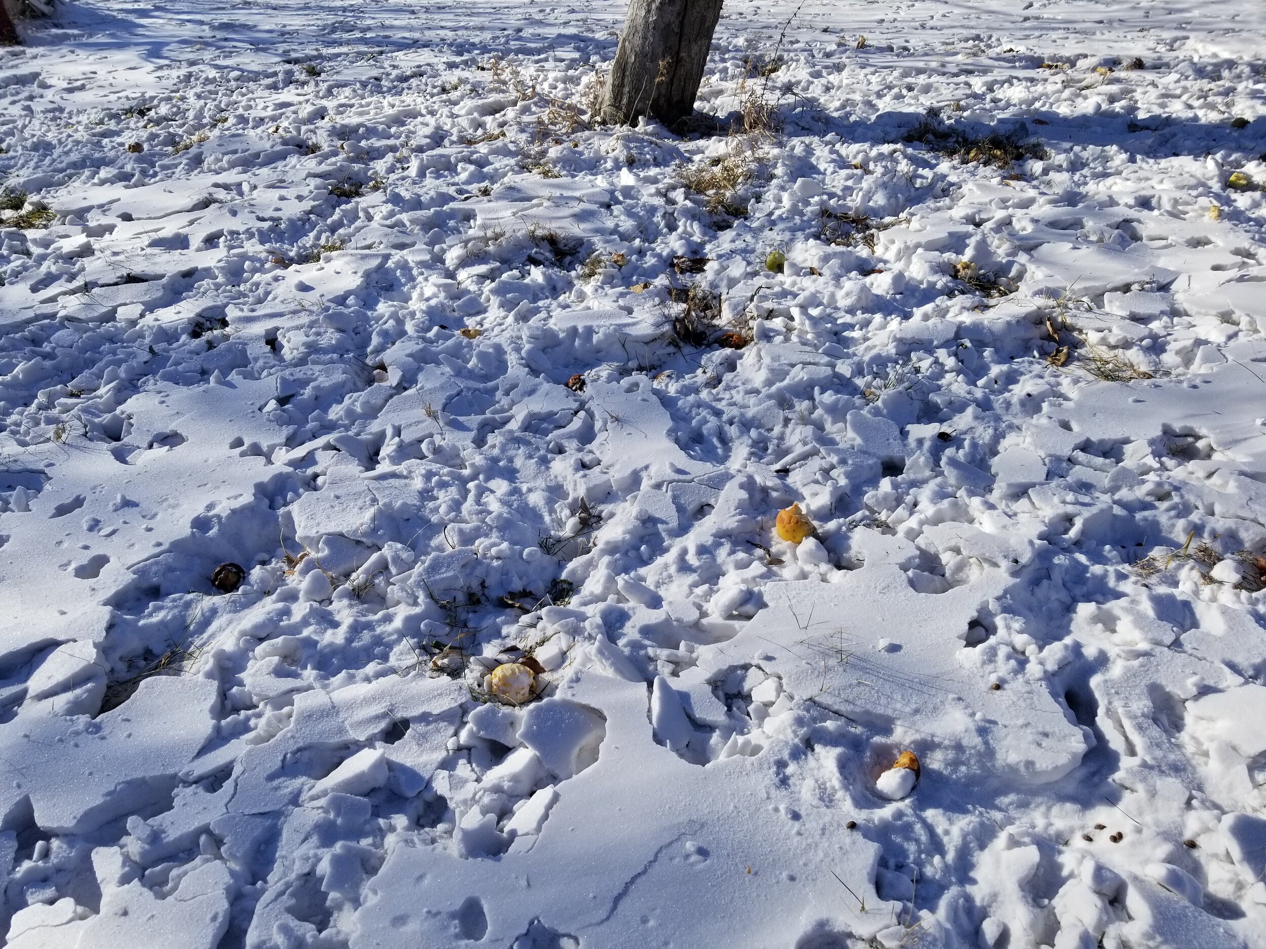12.25.20 Fallen apples provide winter wildlife food