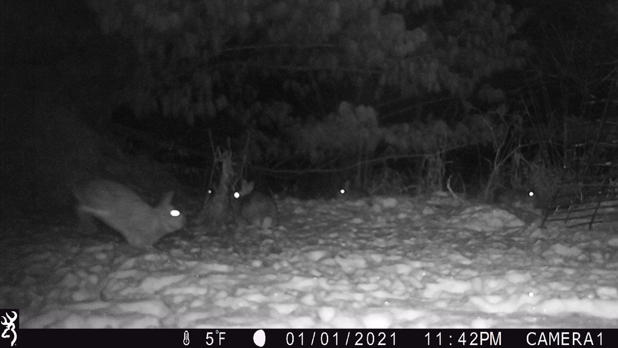Rabbits! Over 1,400 photos in 14 hours! They were active all night long despite the cold!