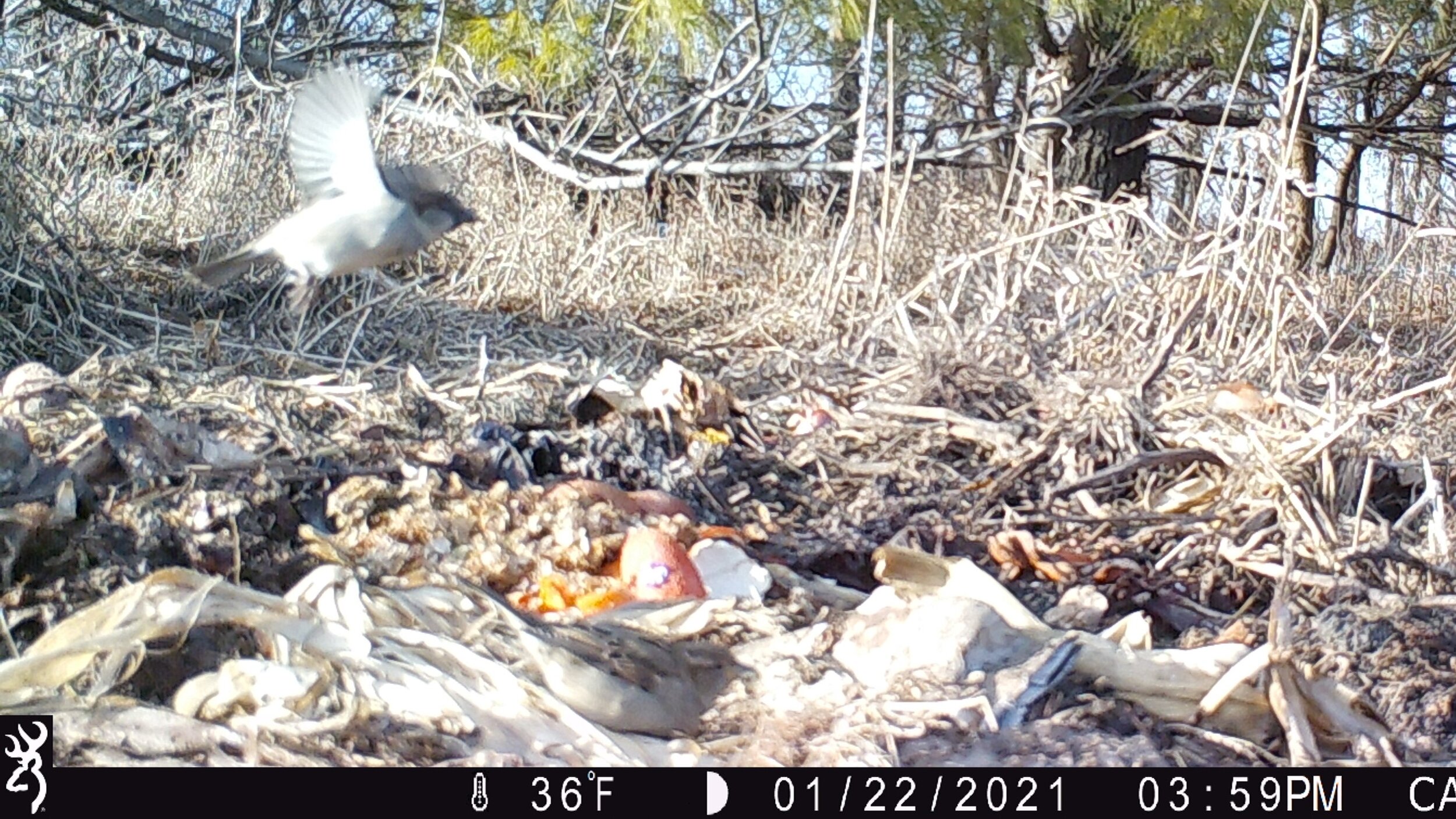 Action at the Compost Pile