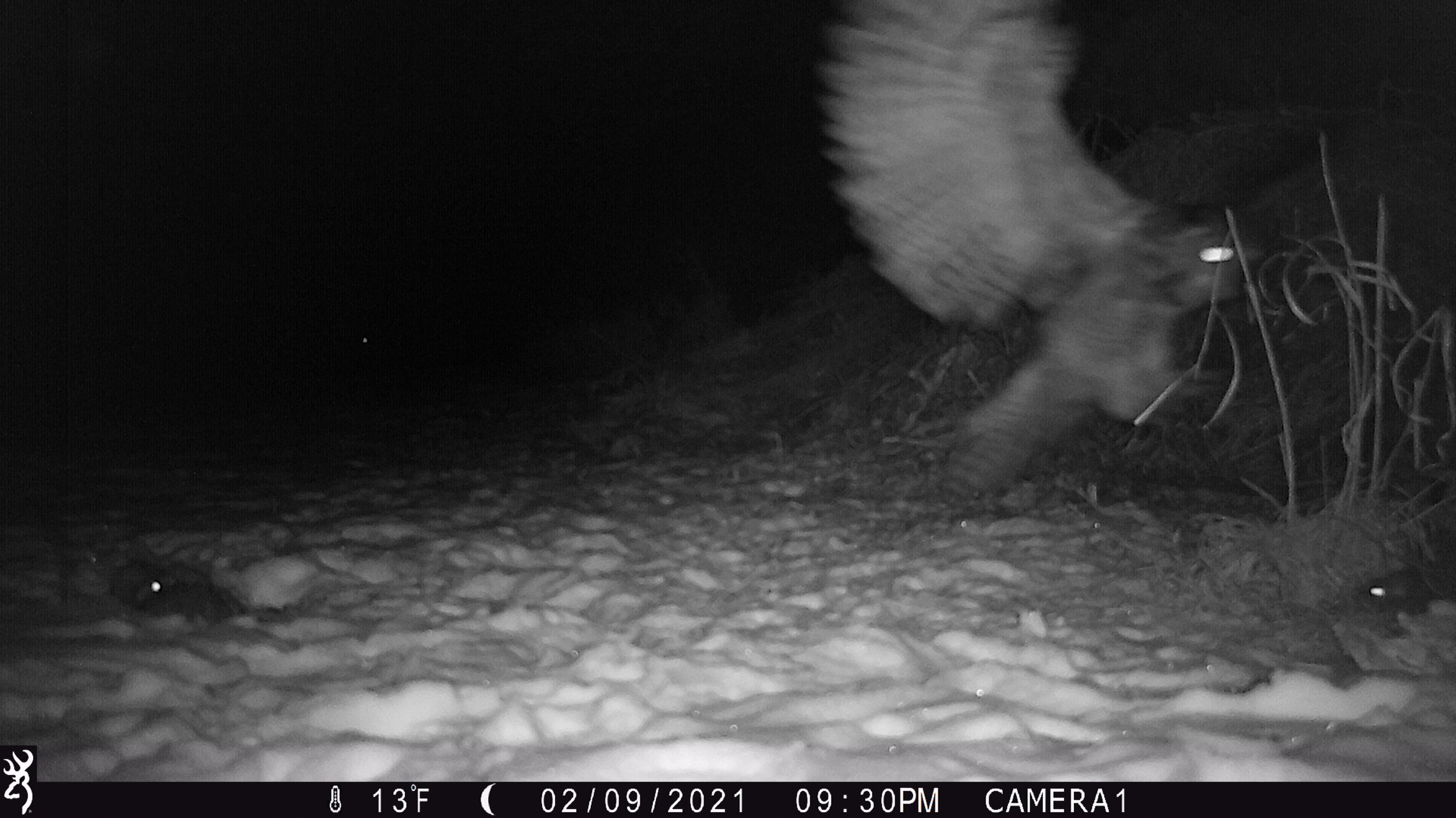 Great Horned Owl