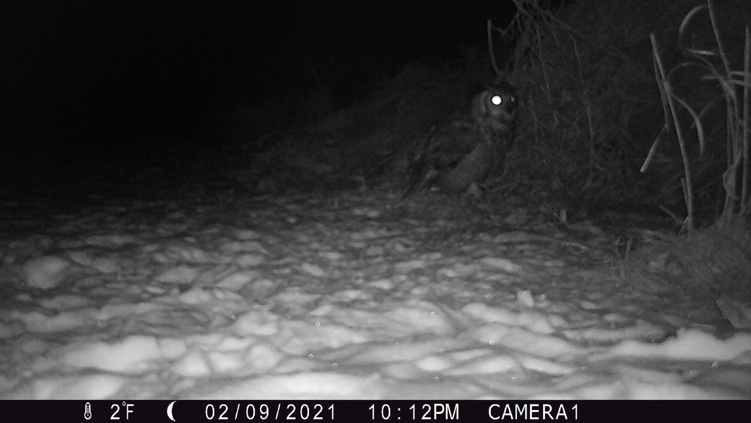 Great Horned Owl