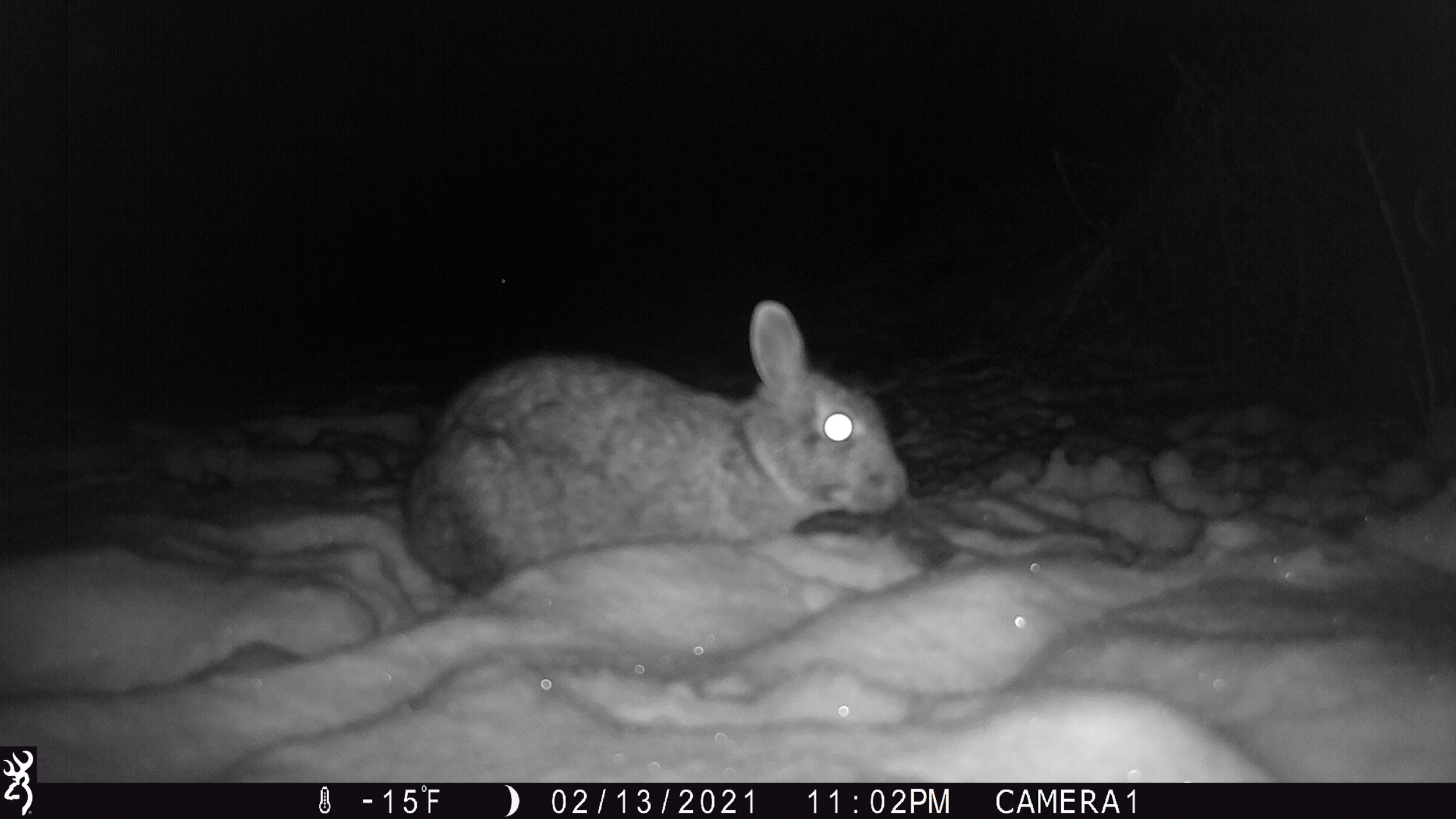 2 Rabbit in Frigid Weather 02.13.21.JPG