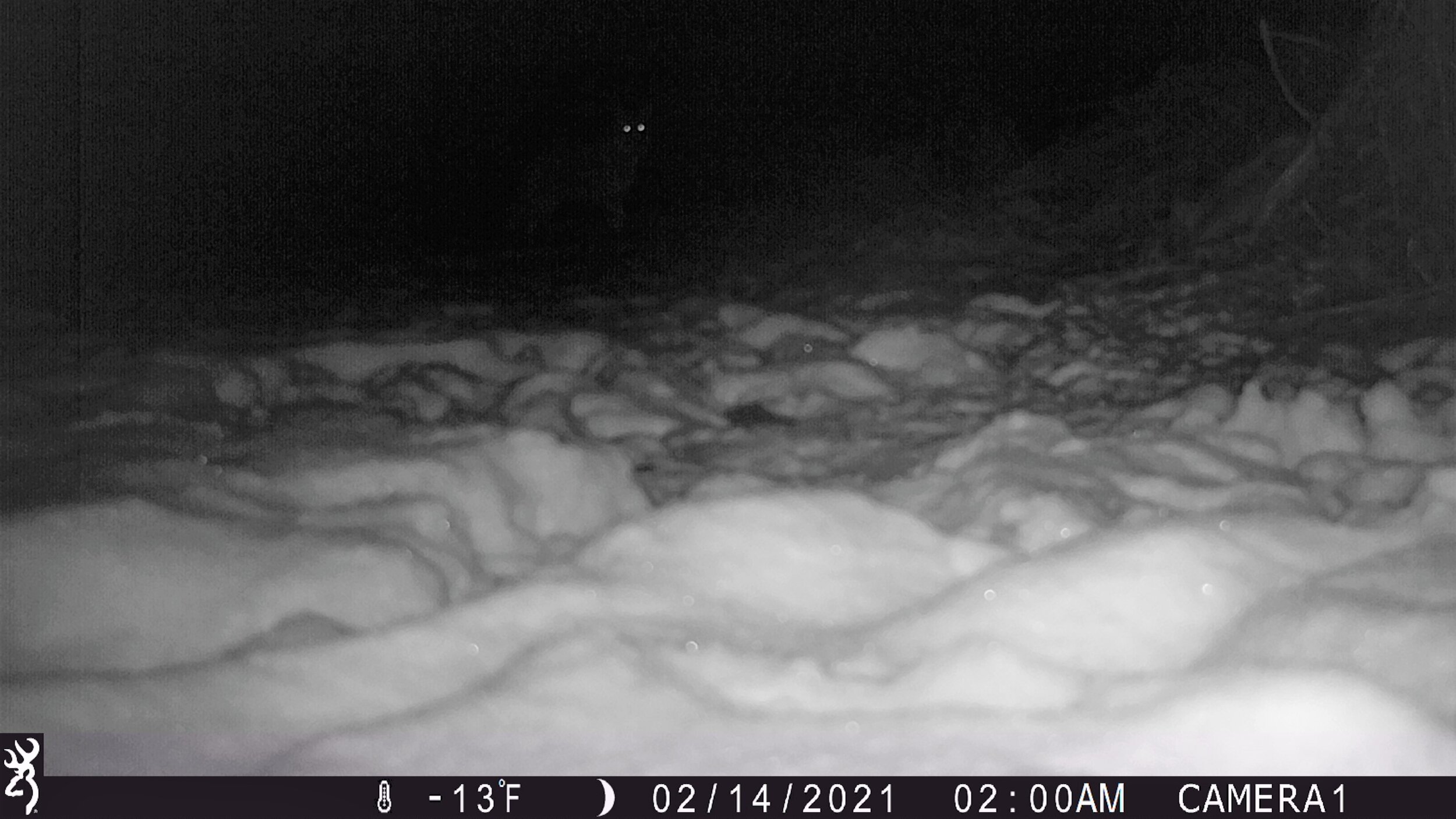 10 Coyote in background 02.14.21 (2).JPG