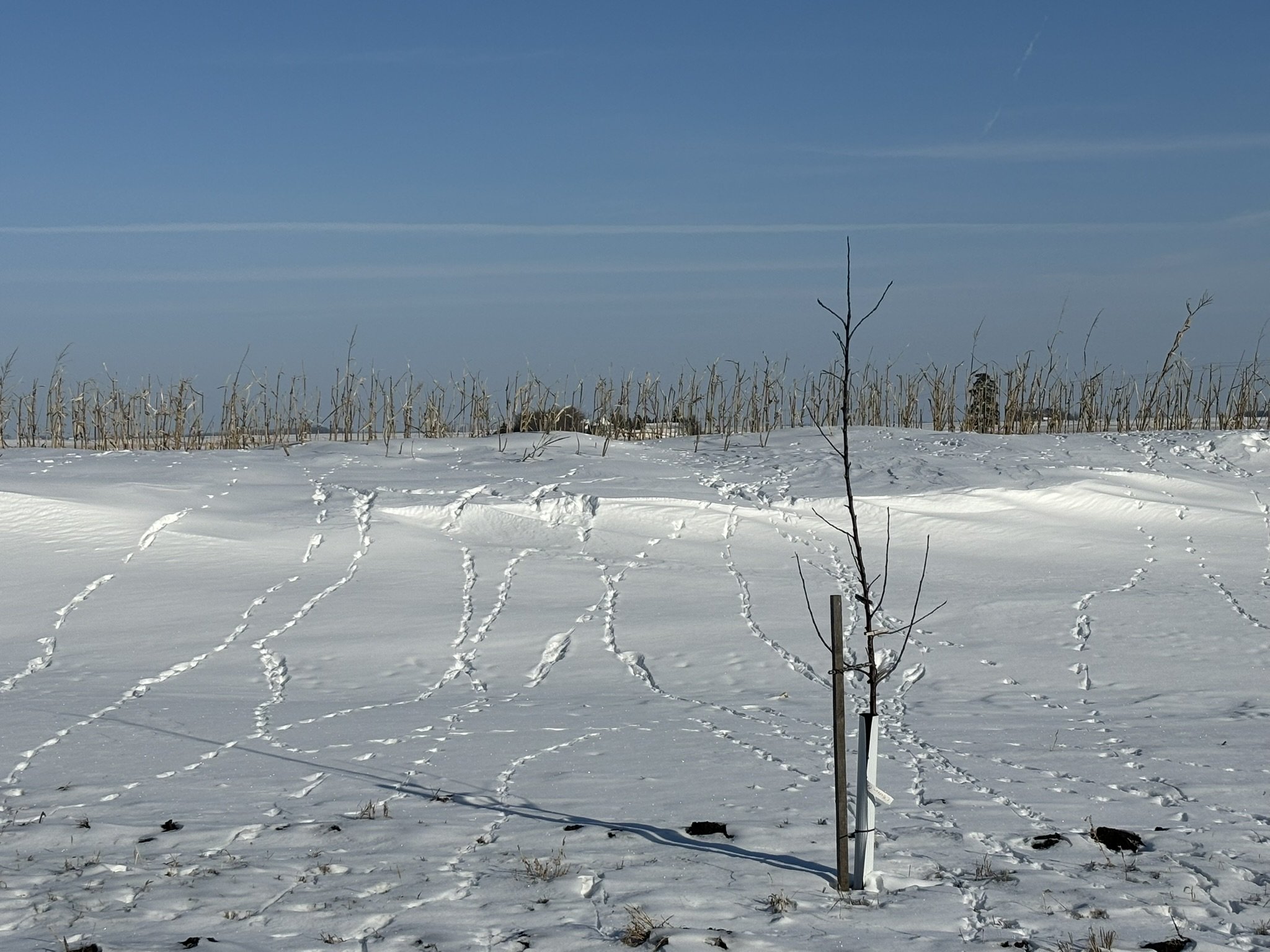 Cornstalks left unharvested make a great snow fence. Pheasant tracks run up and down the snowdrift. 01.22.24