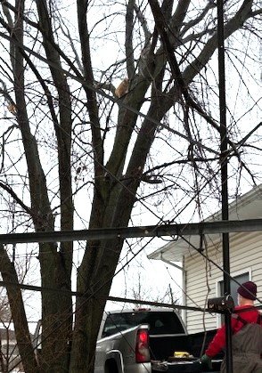 George preparing to rescue Paco the cat, high in the tree. 01.26.24