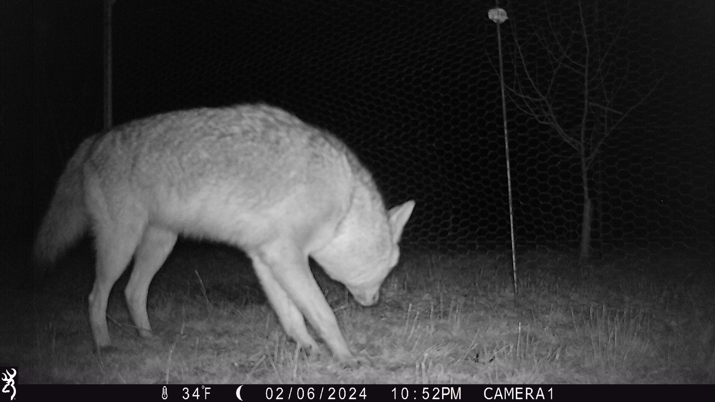 coyote at rabbit fence 02.26.24.JPG