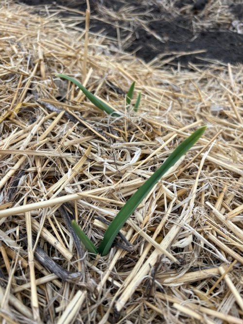 Garlic growing up through the straw mulch, 03.07.24