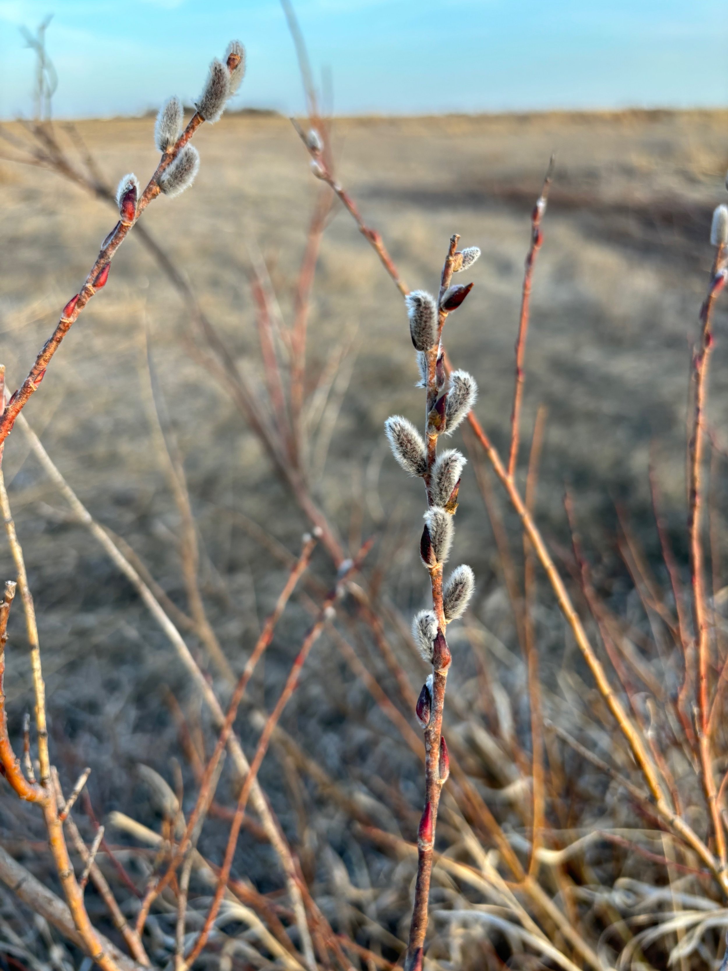 Pussywillows, 03.11.24