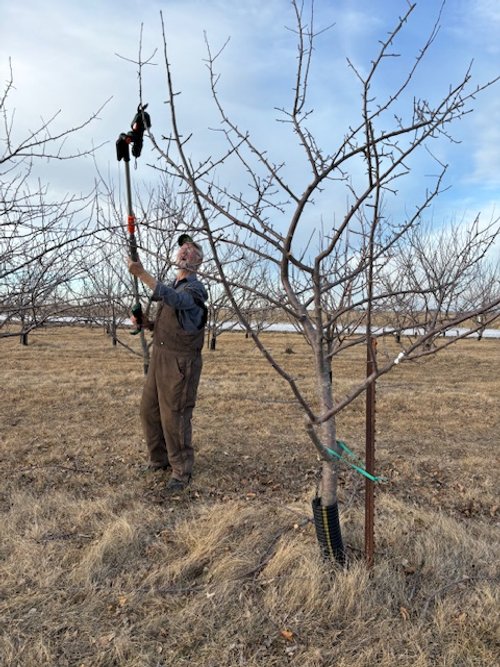 Pruning apple trees, 02.05.24