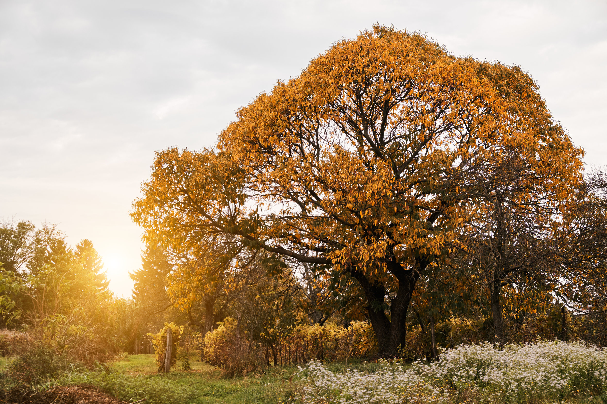 autumn-garden-ACK36SN.jpg