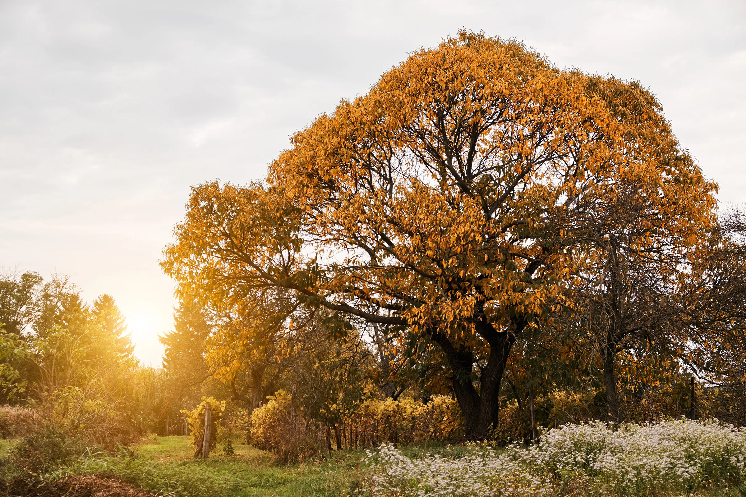 autumn-garden-ACK36SN.jpg