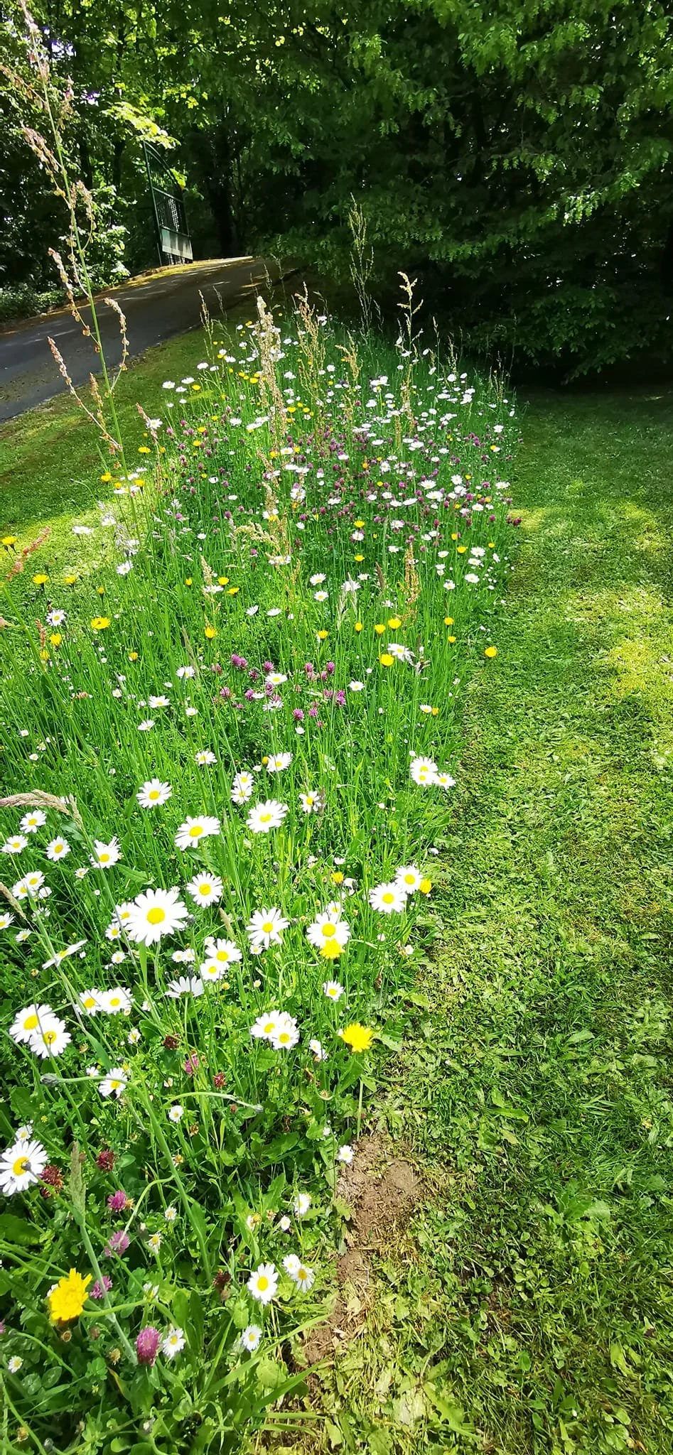 jardin - fleurs 1.jpg