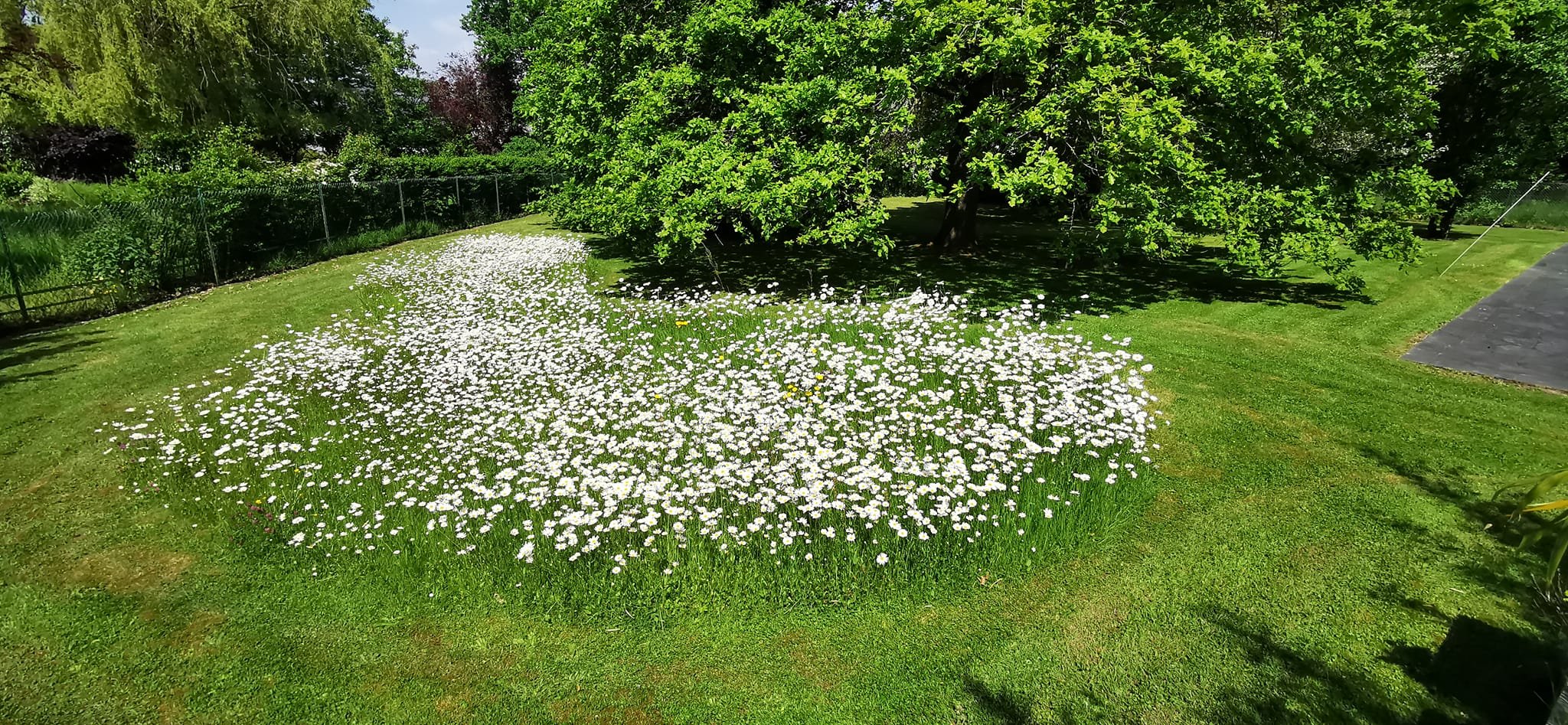 Jardin - fleurs.jpg
