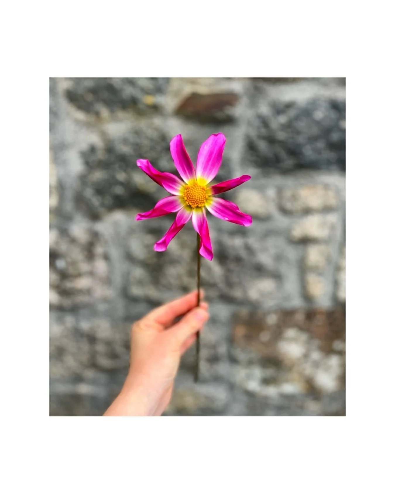 First 🌸 of the year 💖✨💫

#dahliaseason #dahlia #dahlialove #flowerpower🌸 #cornwall #cornwalluk #homegrown #farmergracy