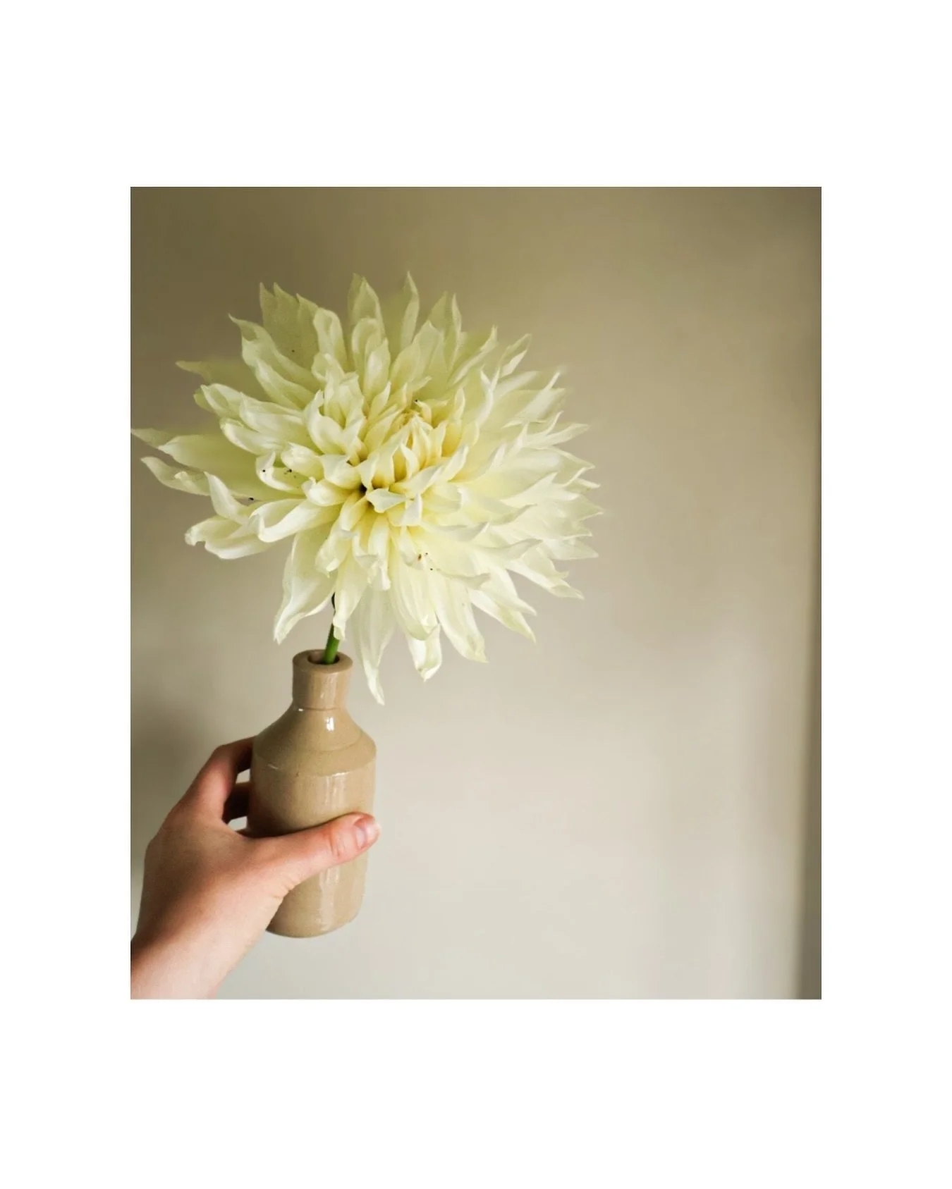 Oh there you are. Beautiful. Even though you have been terrorised by beasties 🐛🪰 

#dahlias #dahlialove #cuttinggarden #cutflowers #flowersfrommygarden #homegrown