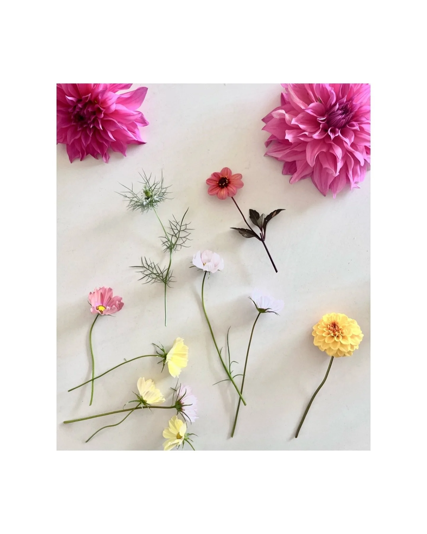 Plucked these hot pink beauties before Mrs Caterpillar 🐛 finished the all you can eat buffet 🩷🍽️ 

#dahliaseason #dahlialove #cornwalluk #flowermagic #dahliasofinstagram #cornwalllife