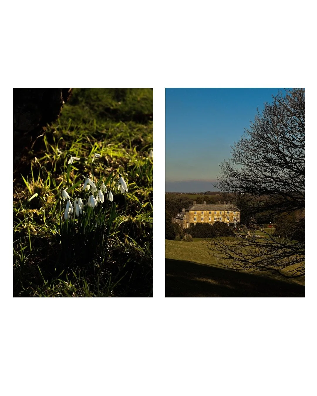 Snowdrop Sunday @pencarrowhouse 🌱❄️💧🤍