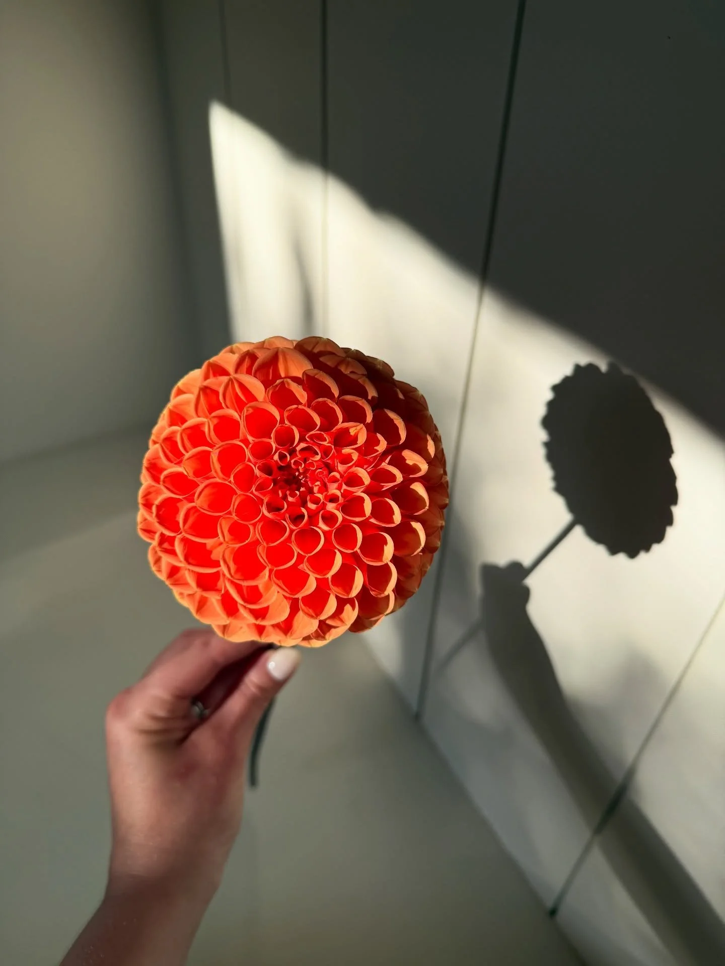 Flowers I have grown in my garden this year 🌸🌼💐💫💓 it&rsquo;s been a great year for sweet peas and cosmos. The dahlias have been a bit hit and miss. 

#cosmos #dahlias #sweetpeas #cutflowers #flowergarden #flowergrowing #dahliaseason #cosmosflowe