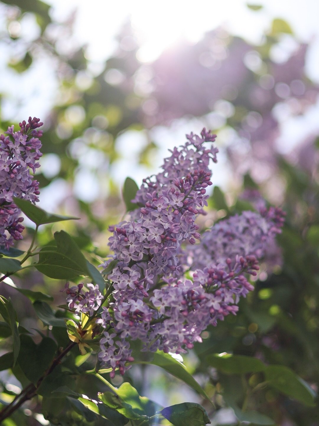 An ode to lilacs 💜🌸🍃

Is it the doll&rsquo;s-house-sized flowers that make me want to pick them and place them in a teeny tiny vase?

Is it the soft pastel colour that reminds me of Parma Violet ice cream, or a dusky sky on a beautiful summer&rsqu