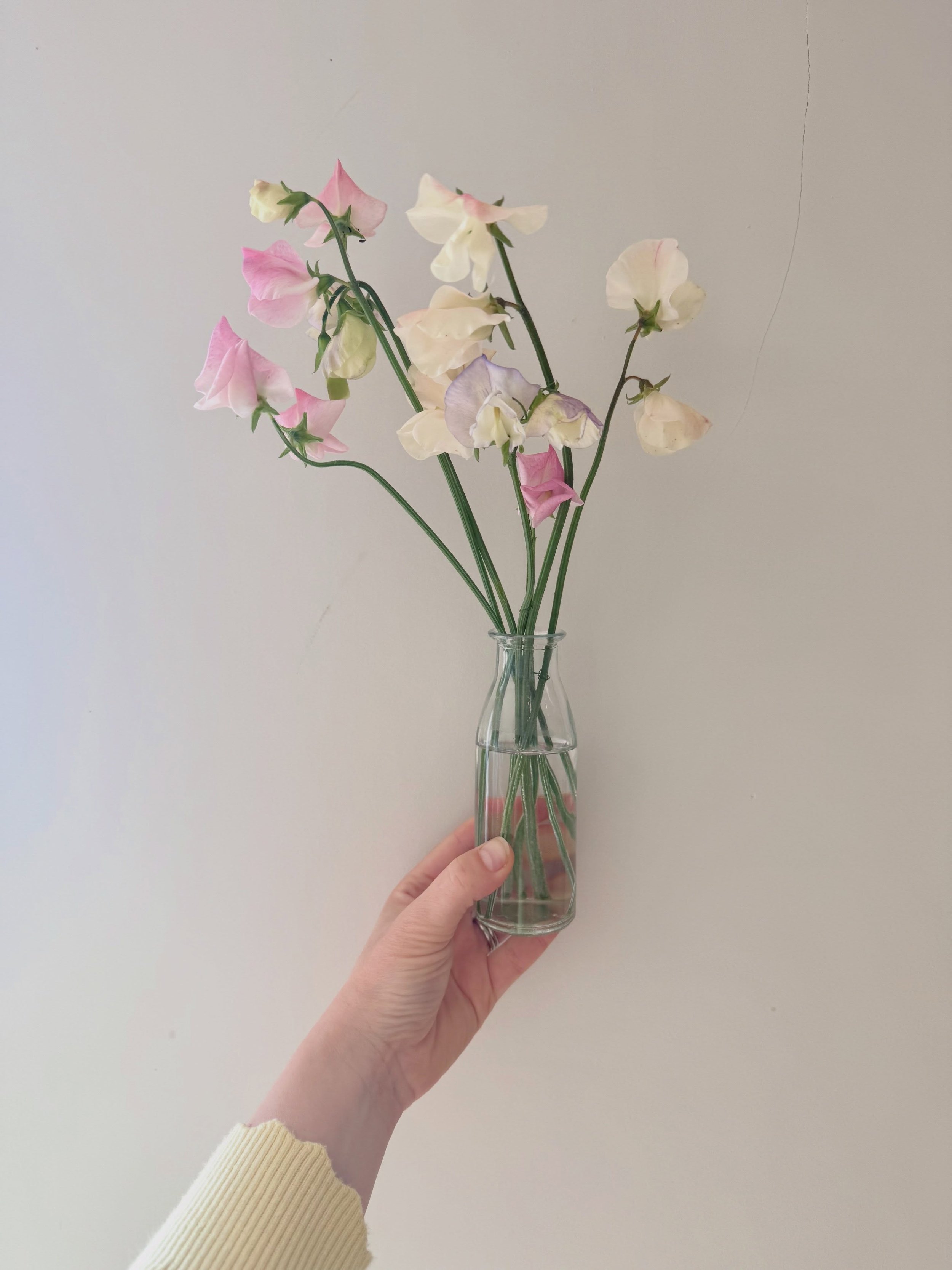 My first *from seed* sweetpeas 🌸 @alma.proust 

(Let&rsquo;s not talk about everything else I&rsquo;ve grown from seed, m&rsquo;kay?) 🥴 

#sweetpeas #grownfromseed #cuttinggarden #cutflowers #cornwall