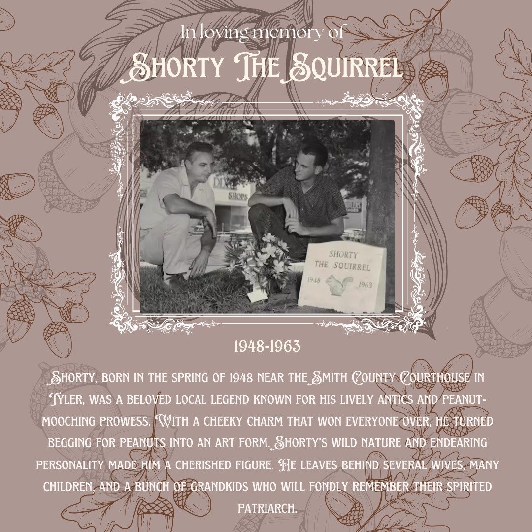 Yesterday Mayor Don Warren and Judge Franklin, and other Shorty fans paid Shorty the Squirrel an honorable moment of recognition as they searched for him in his original grave, in efforts to preserve him during the Downtown square renovations in the 