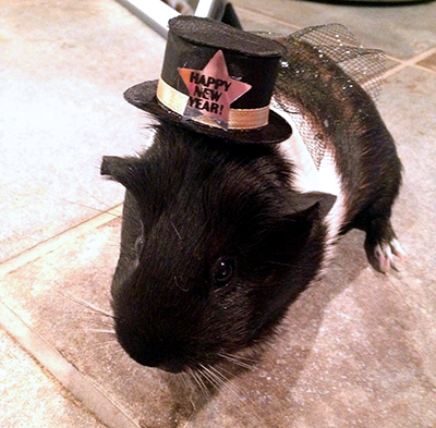 about-me_2_guinea-pig_new-years_kim-bader.jpg