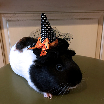 about-me_2_guinea-pig_halloween_kim-bader.jpg