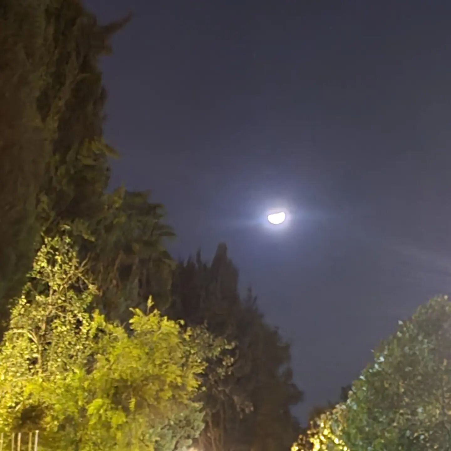 Kislev moon in Yerushalayim Day 3, with bonus night flower!